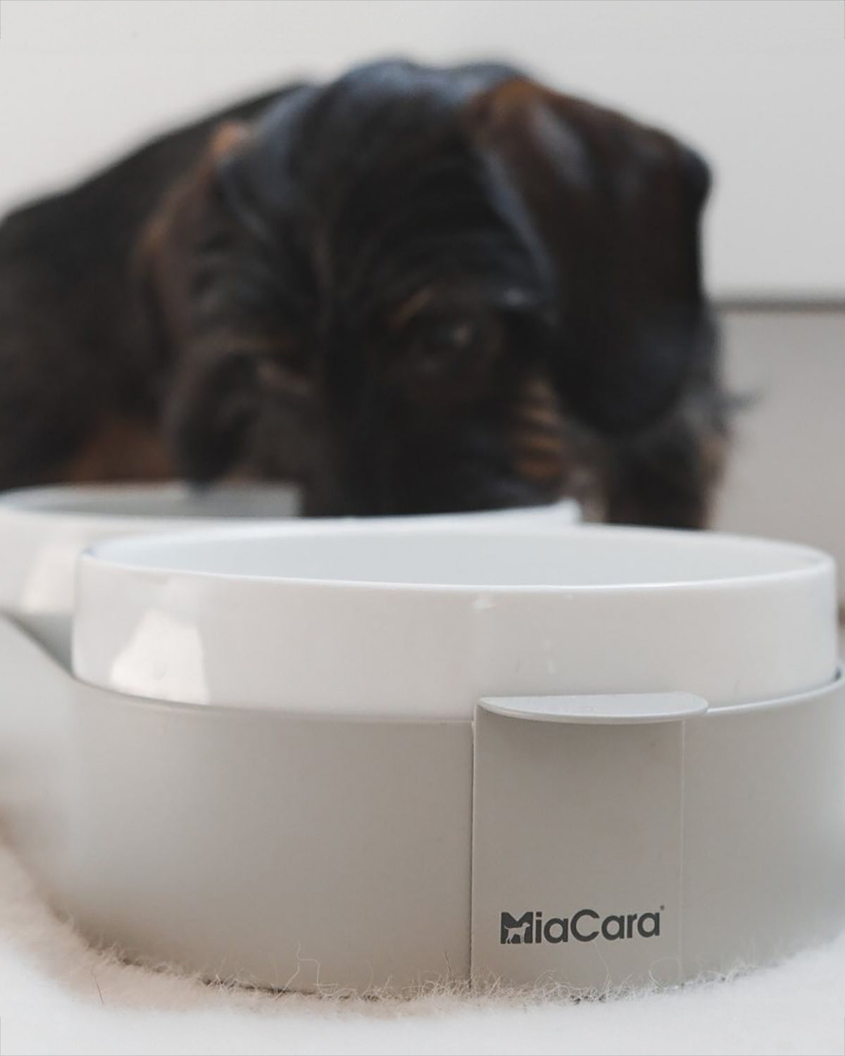 סט קערות לחתול וכלב