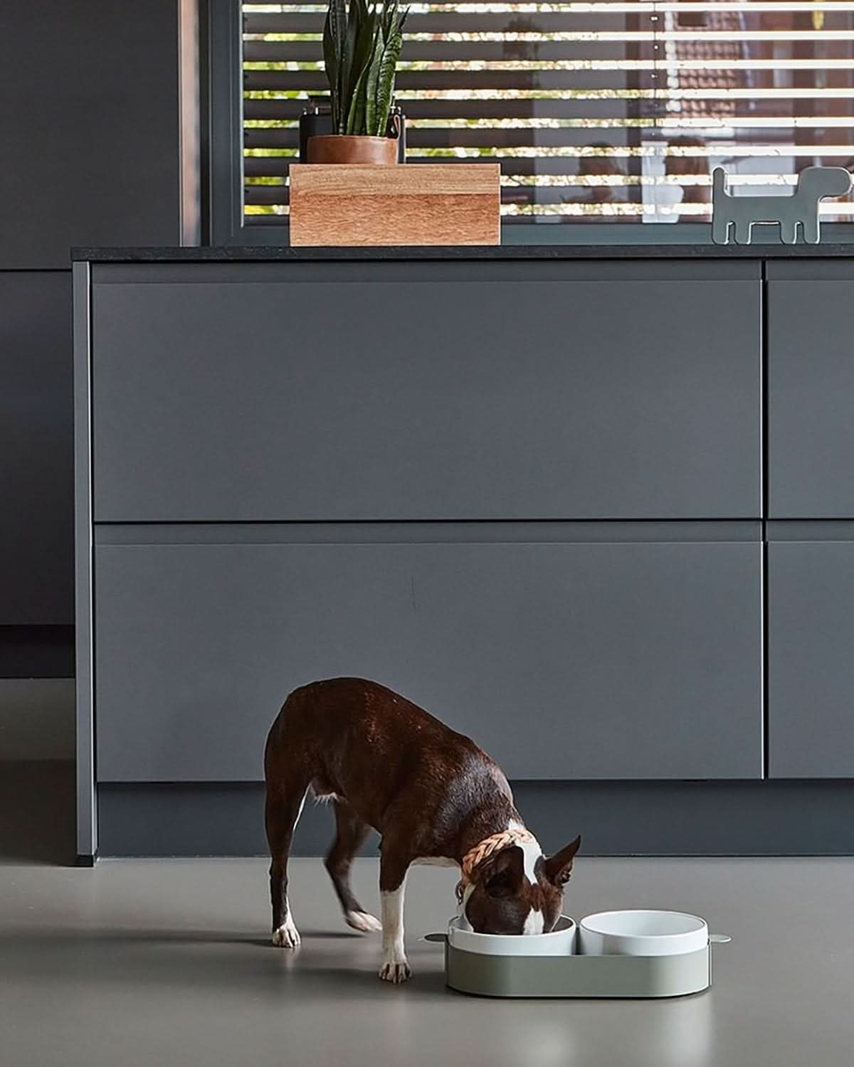 סט קערות לחתול וכלב