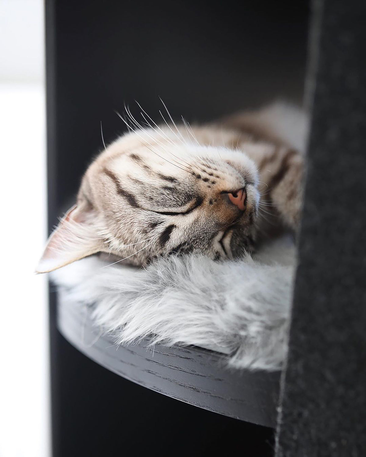 TORRE CLIMBING & SCRATCHING CAT POST | מגדל טיפוס וגירוד לחתולים