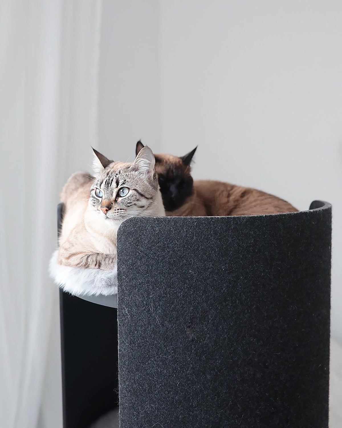 TORRE CLIMBING & SCRATCHING CAT POST | מגדל טיפוס וגירוד לחתולים