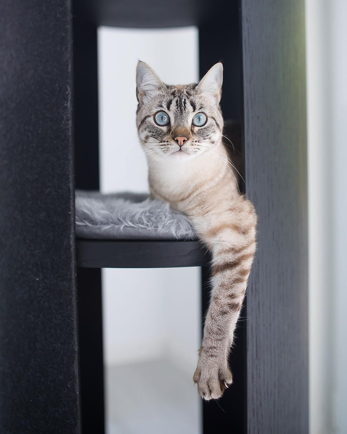 TORRE CLIMBING & SCRATCHING CAT POST | מגדל טיפוס וגירוד לחתולים