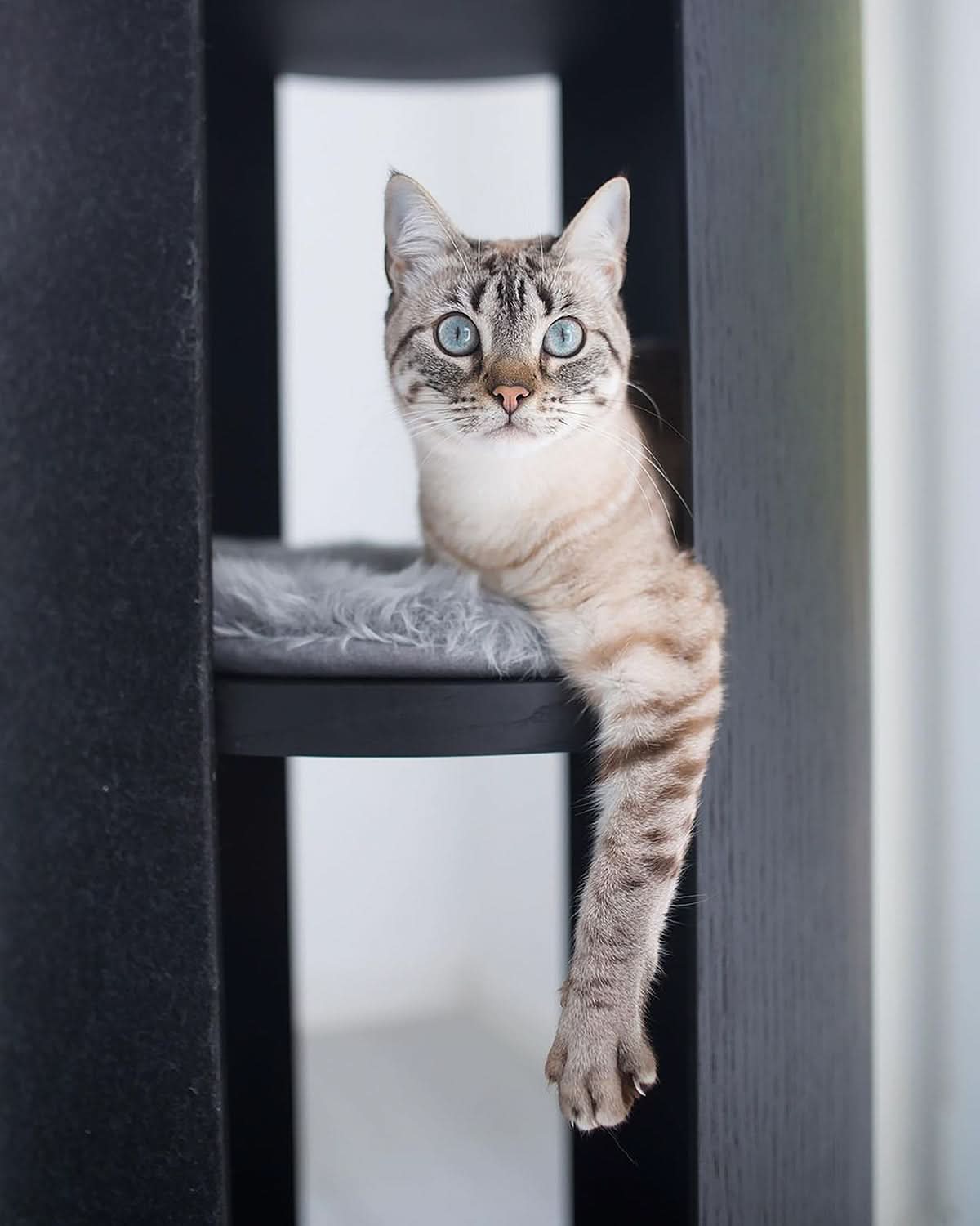 TORRE CLIMBING & SCRATCHING CAT POST | מגדל טיפוס וגירוד לחתולים