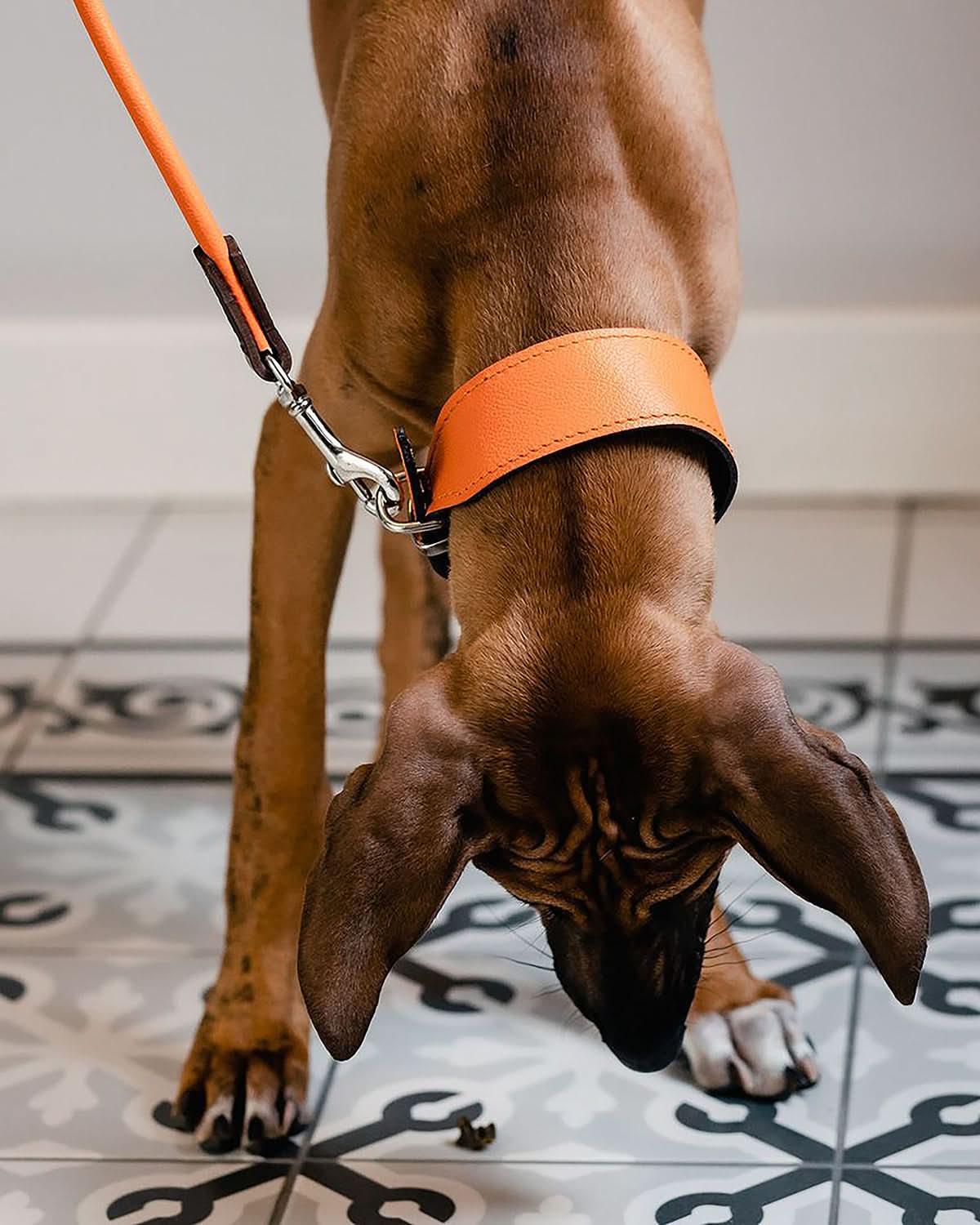 קולרים לכלבים