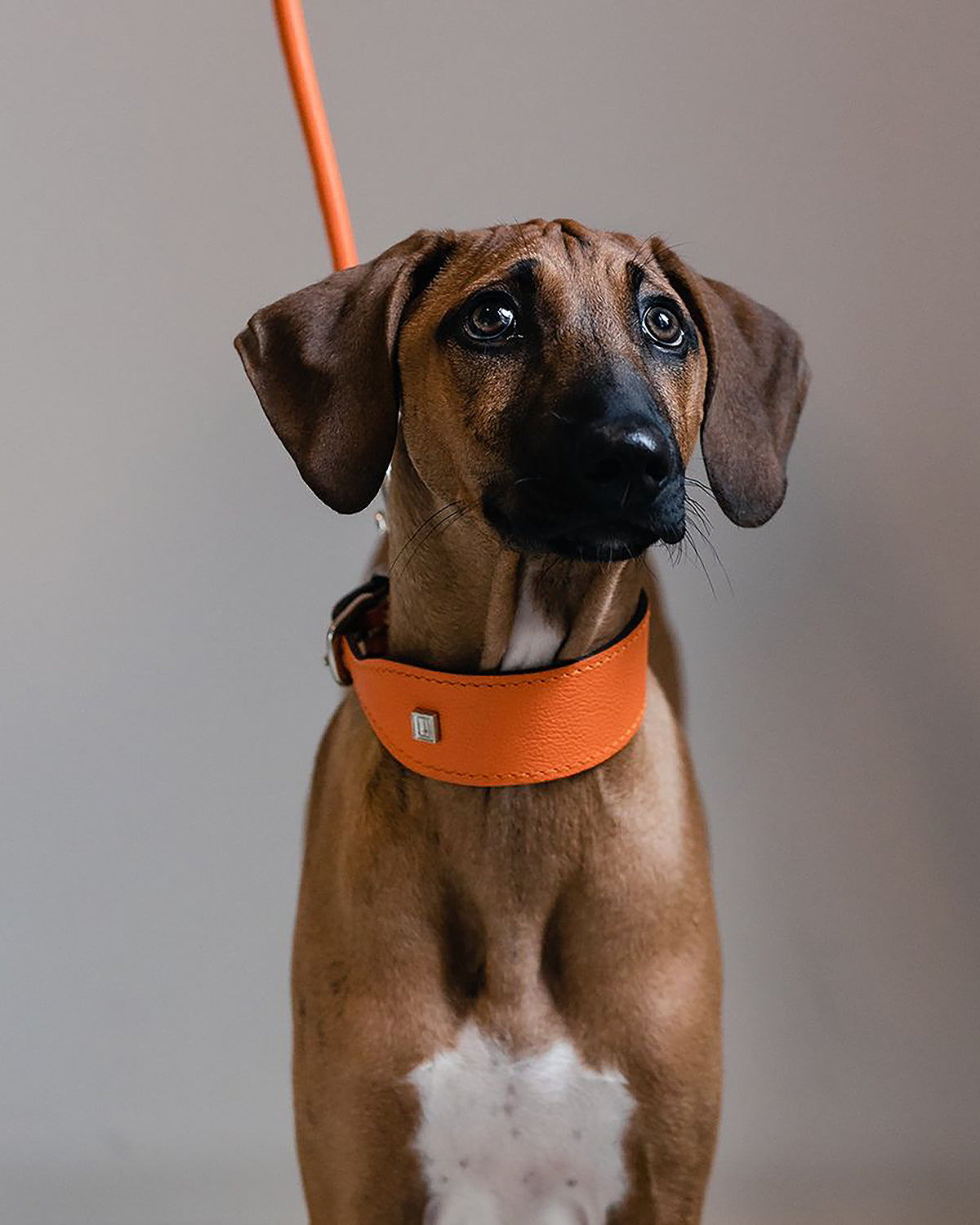 קולרים לכלבים