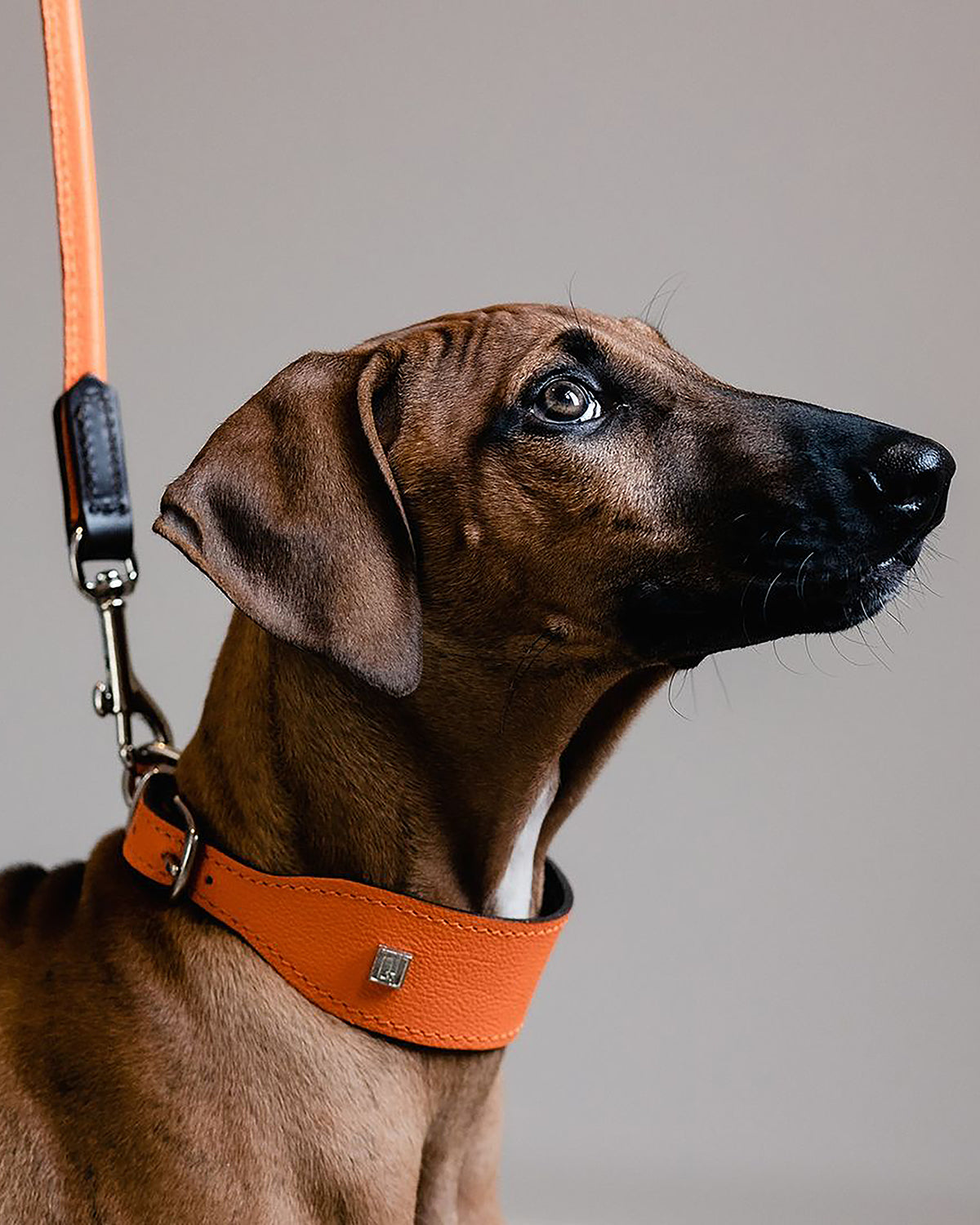 קולרים לכלבים