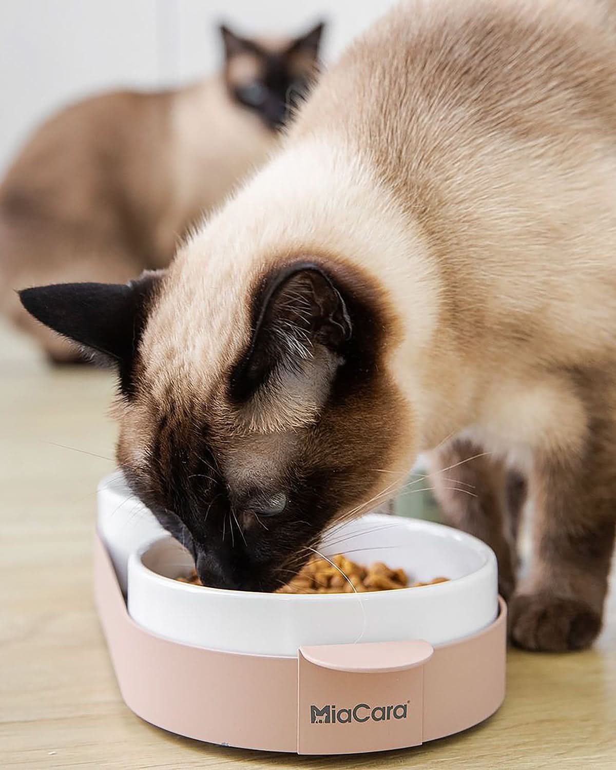 סט קערות לחתול וכלב