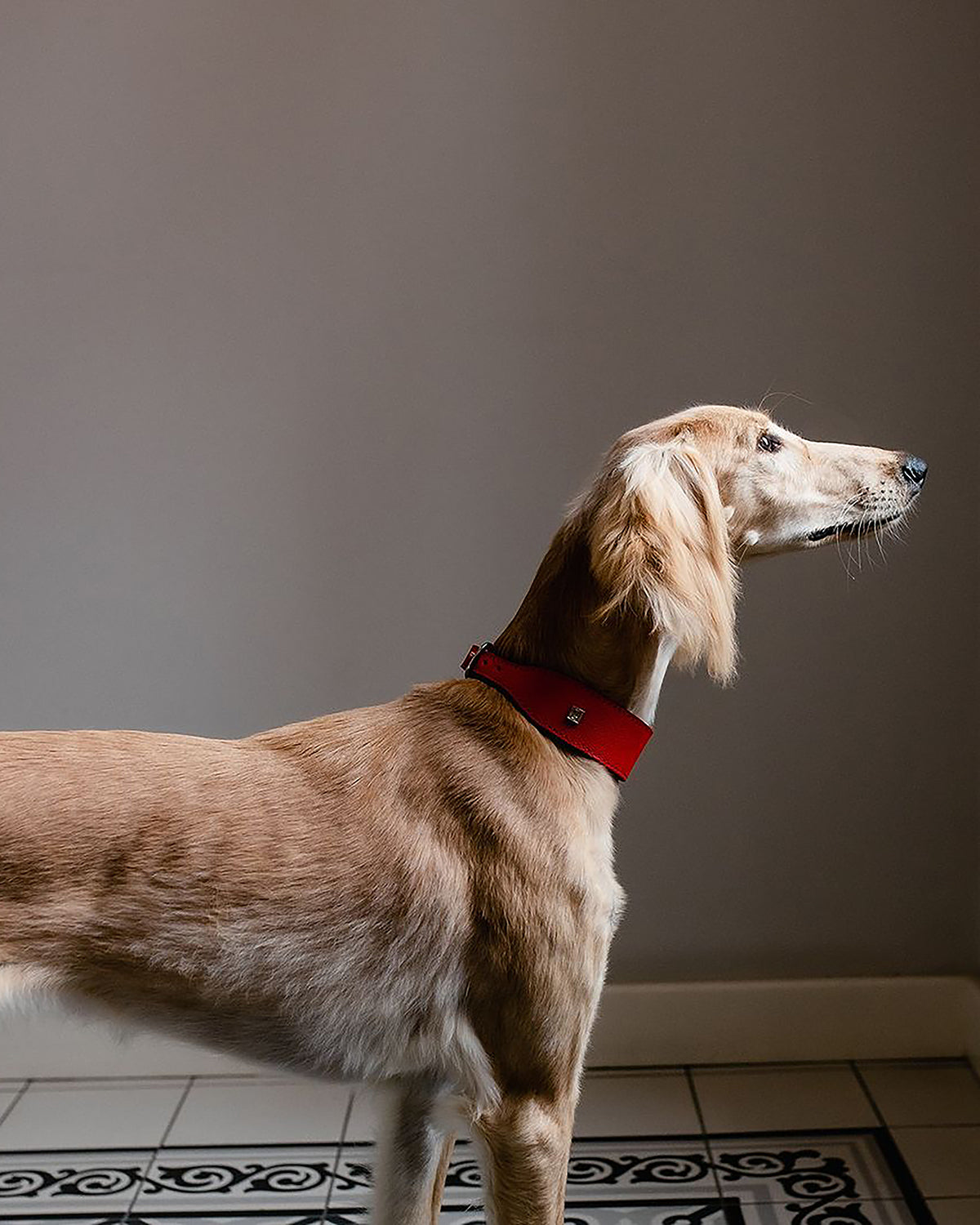 HOUND SOFT LEATHER COLLAR | קולר מעור לכלב