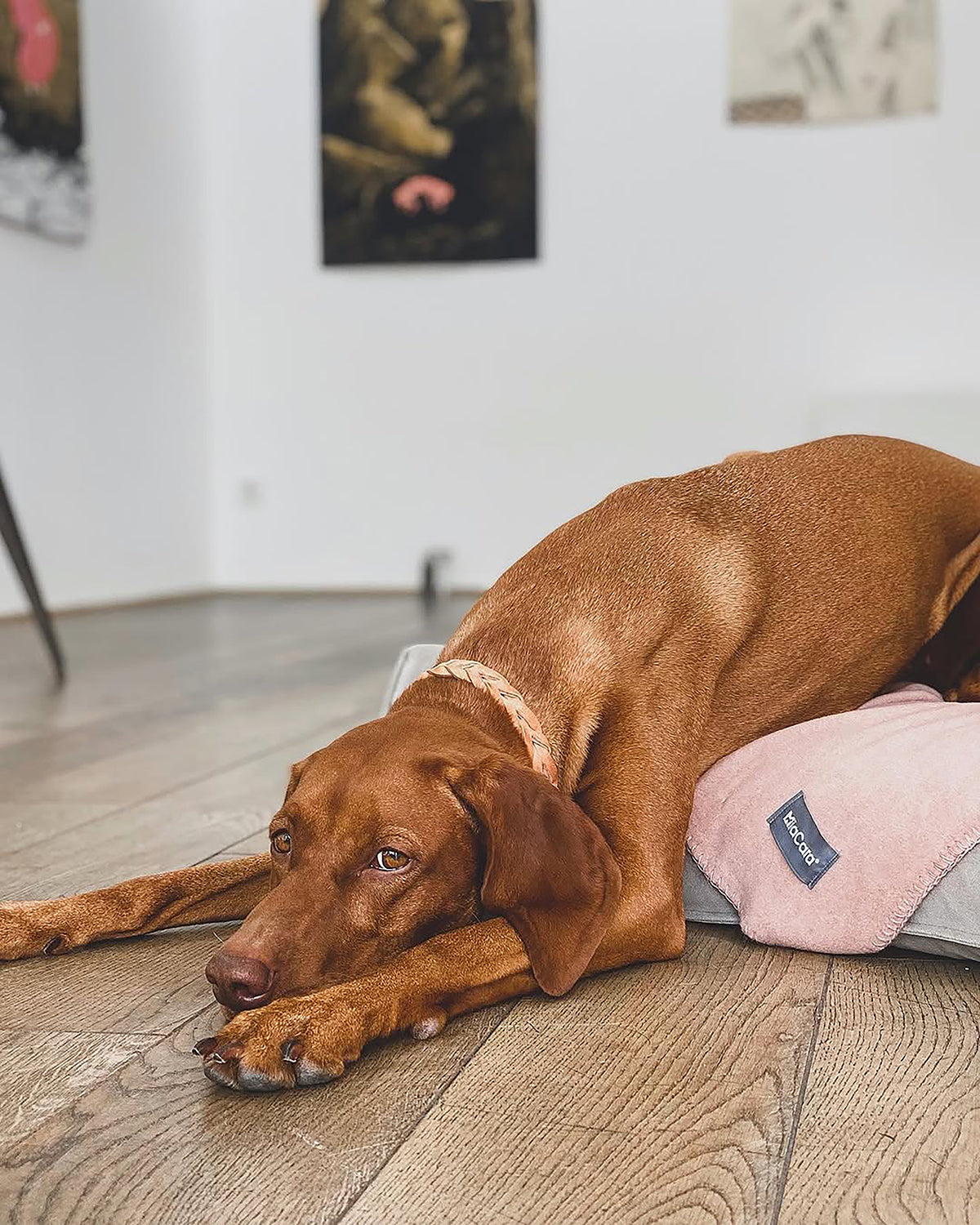 BERGAMO COWHIDE LEATHER COLLAR | קולר עור לכלב