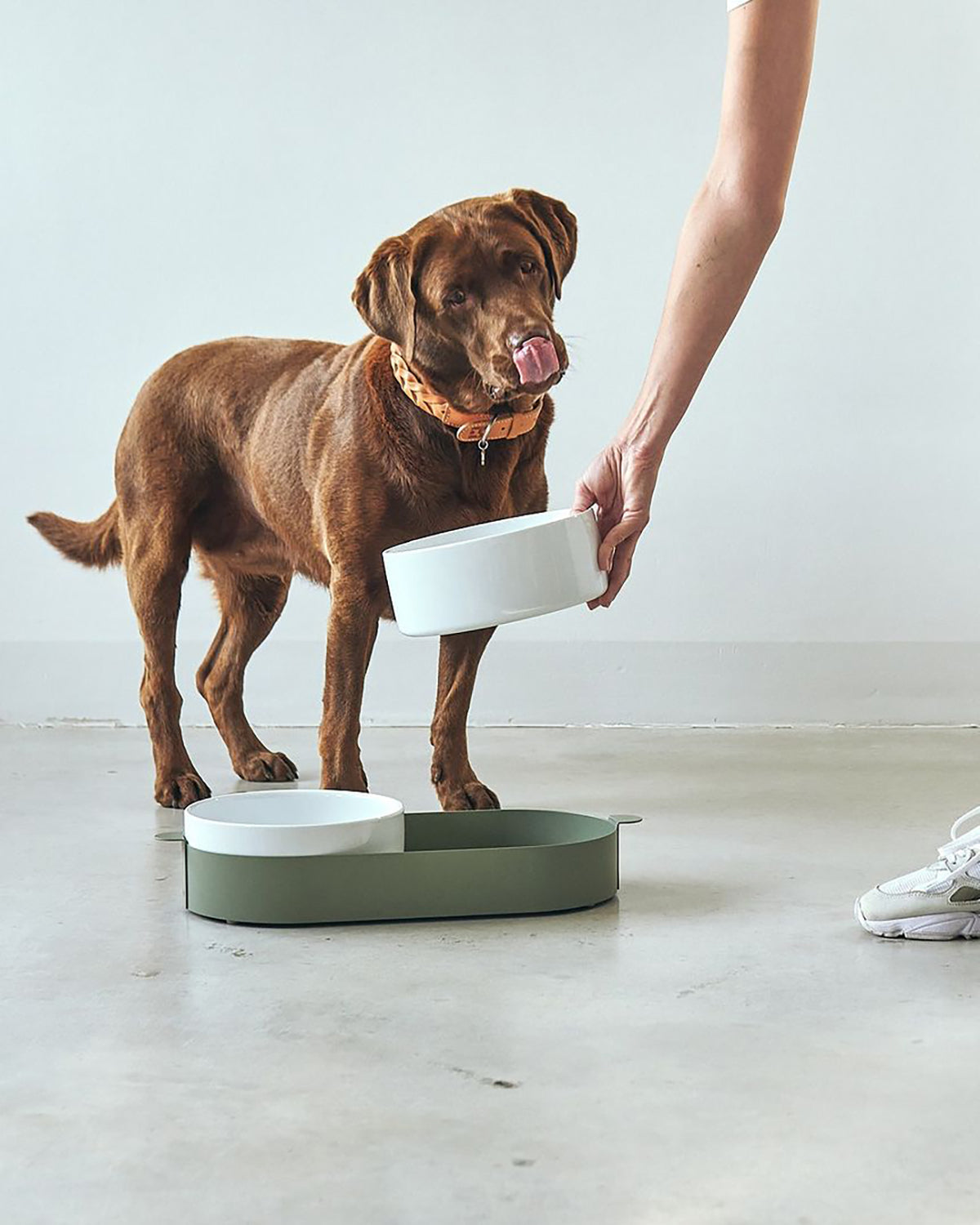 סט קערות לחתול וכלב