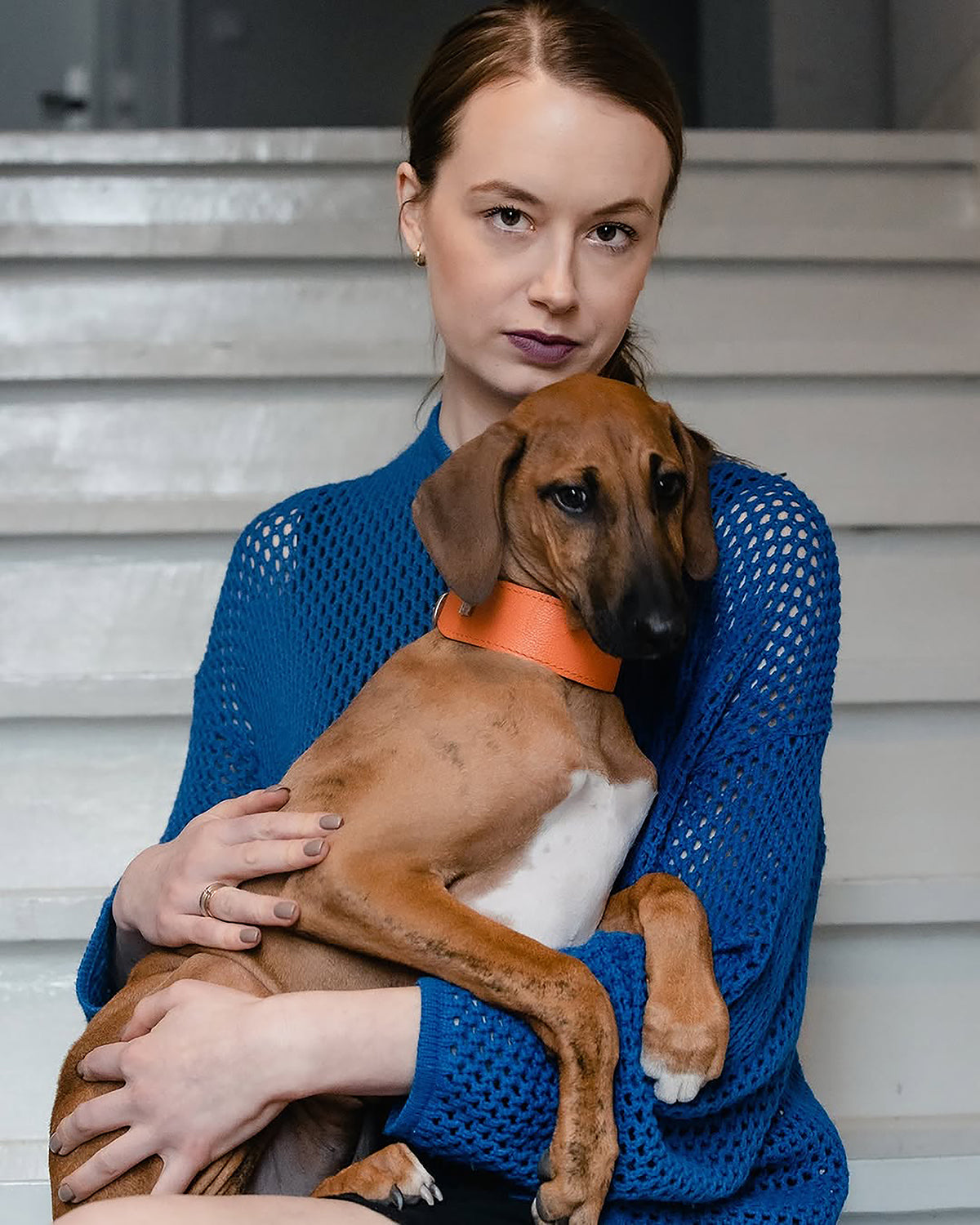 קולרים לכלבים