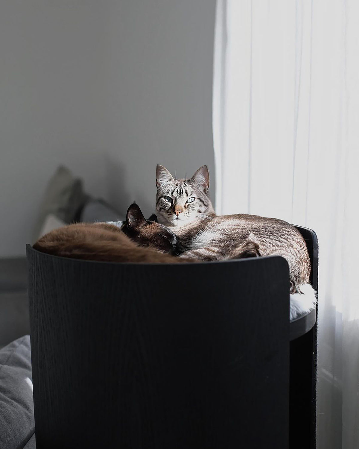 TORRE CLIMBING & SCRATCHING CAT POST | מגדל טיפוס וגירוד לחתולים