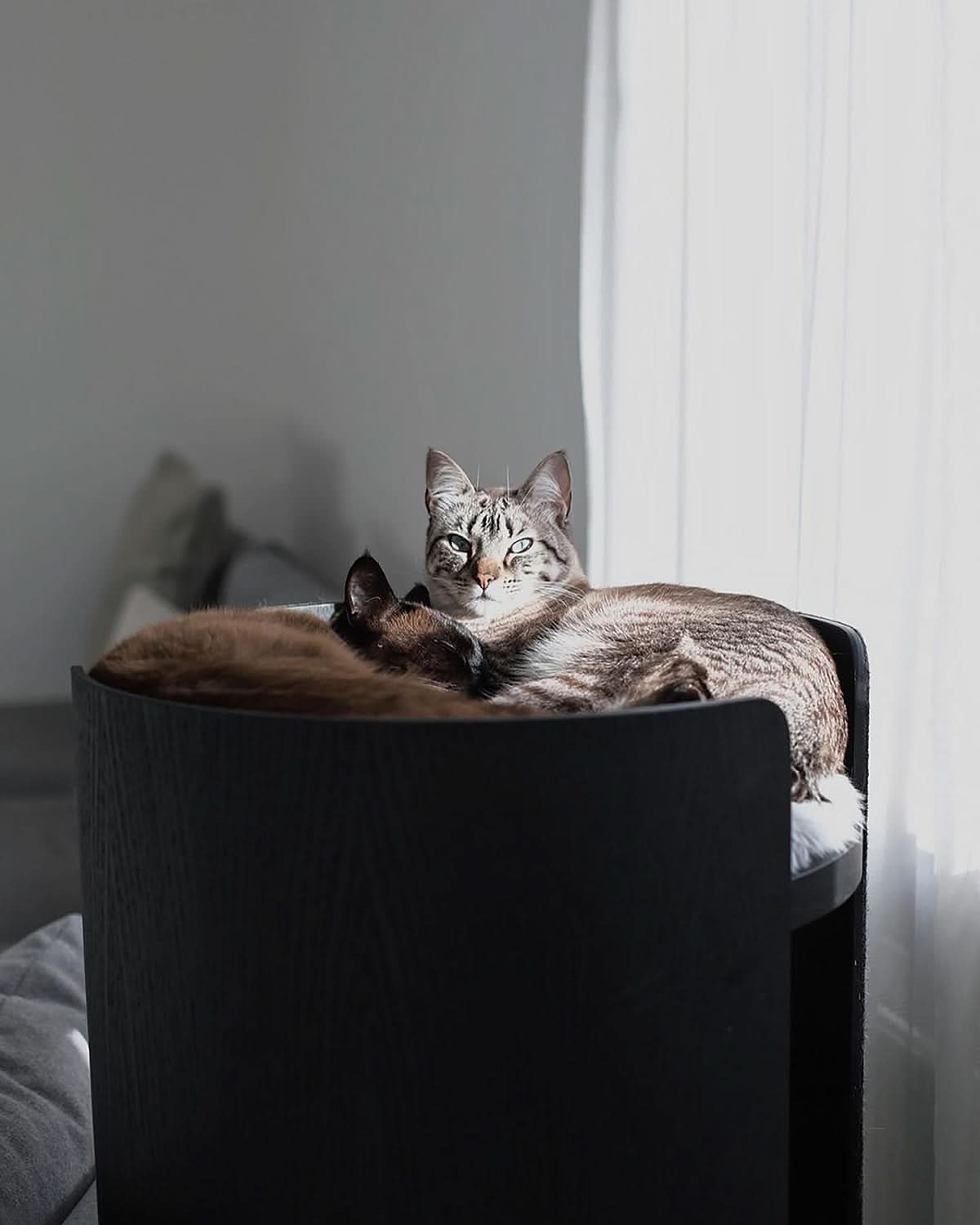 TORRE CLIMBING & SCRATCHING CAT POST | מגדל טיפוס וגירוד לחתולים