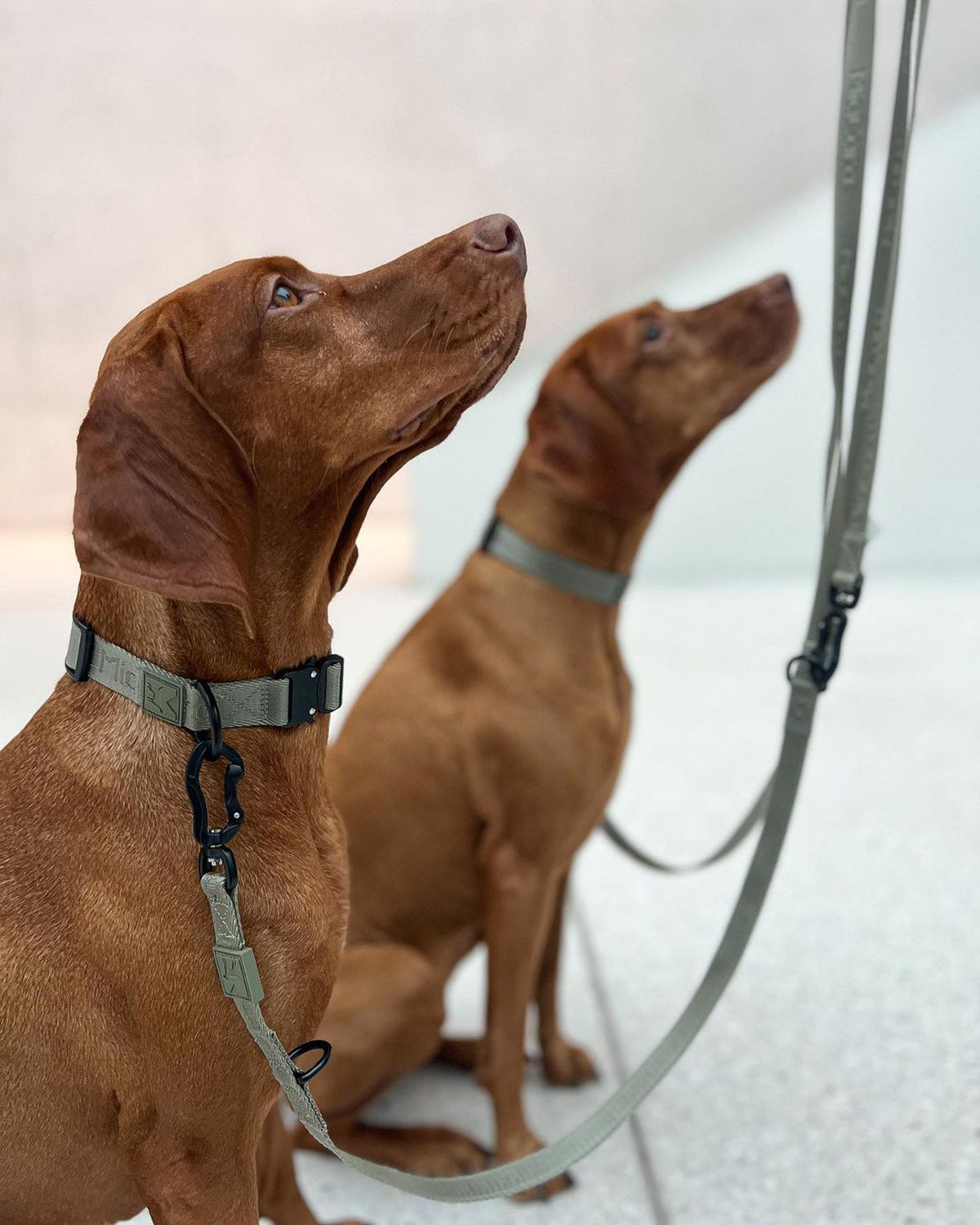 MODENA DOG COLLAR | קולר לכלב