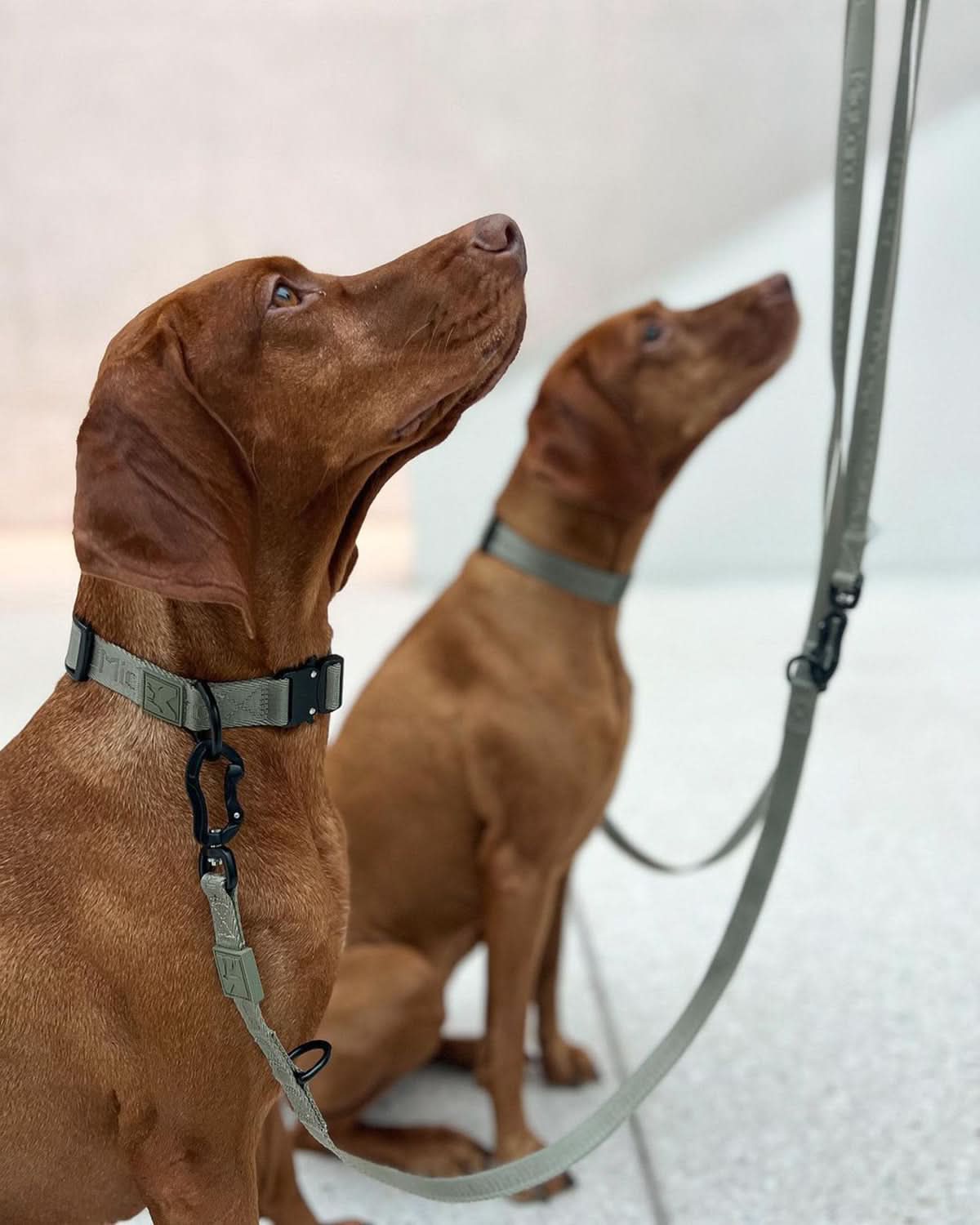 MODENA DOG COLLAR | קולר לכלב