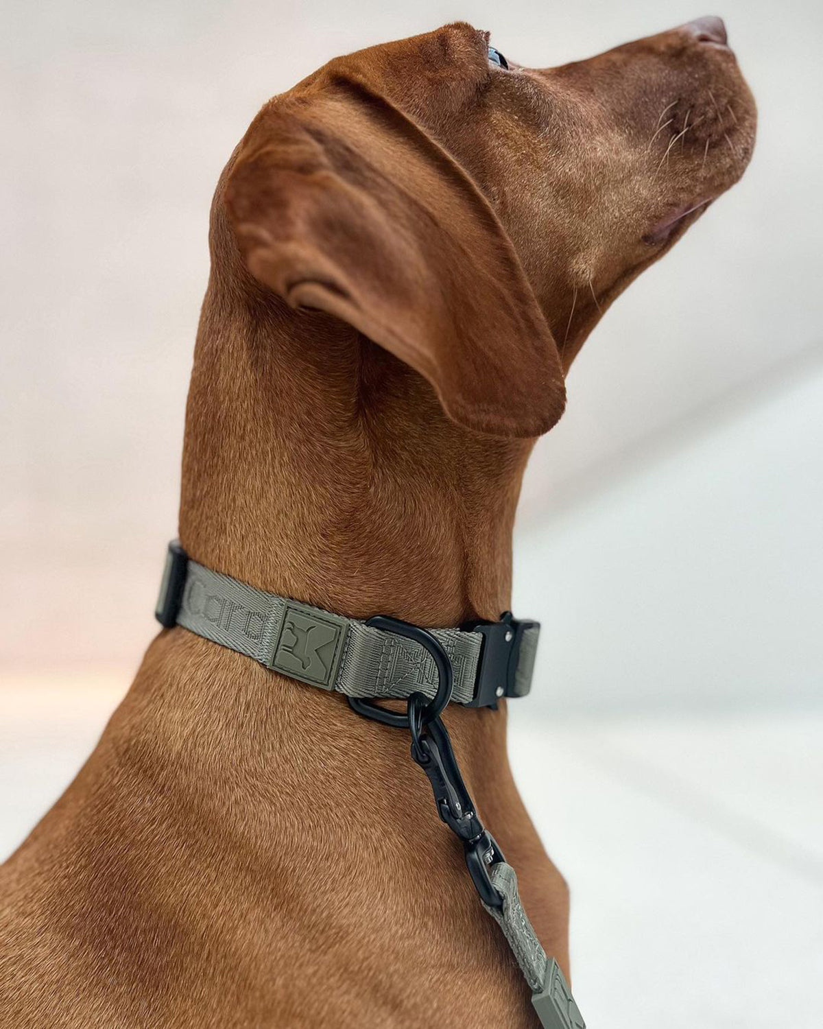 MODENA DOG COLLAR | קולר לכלב