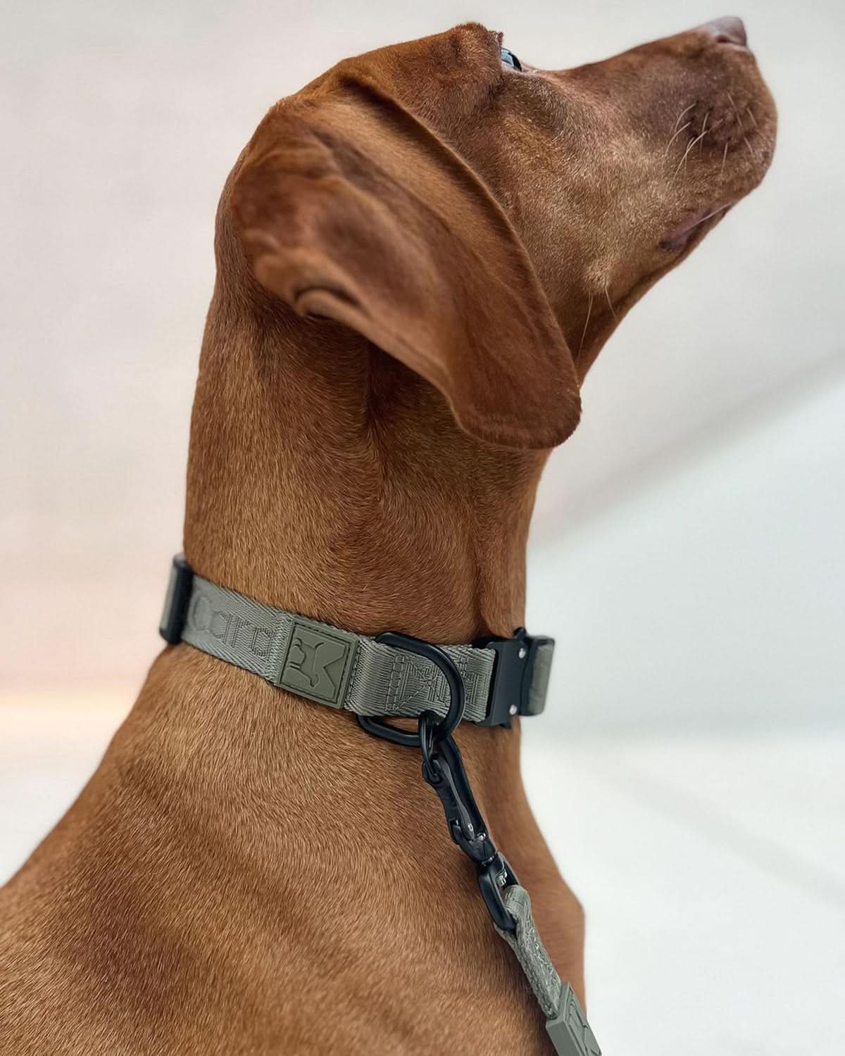 MODENA DOG COLLAR | קולר לכלב