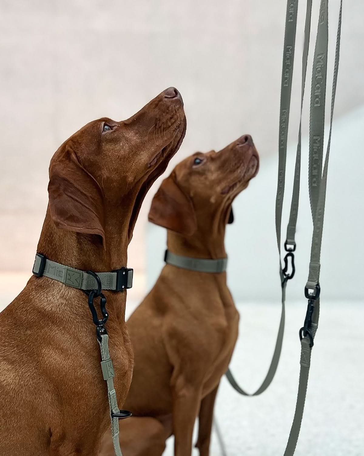 MODENA ADJUSTABLE LEASH | רצועה מתכווננת לכלב