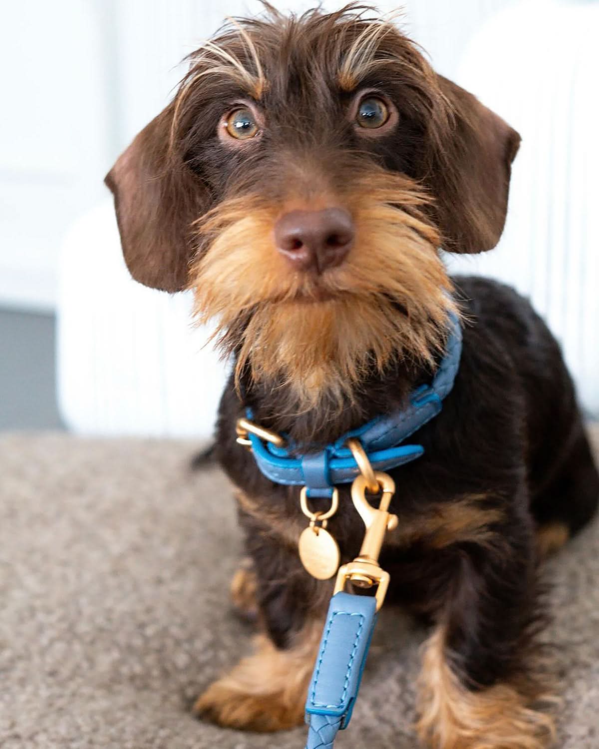 קולר עור לכלבים