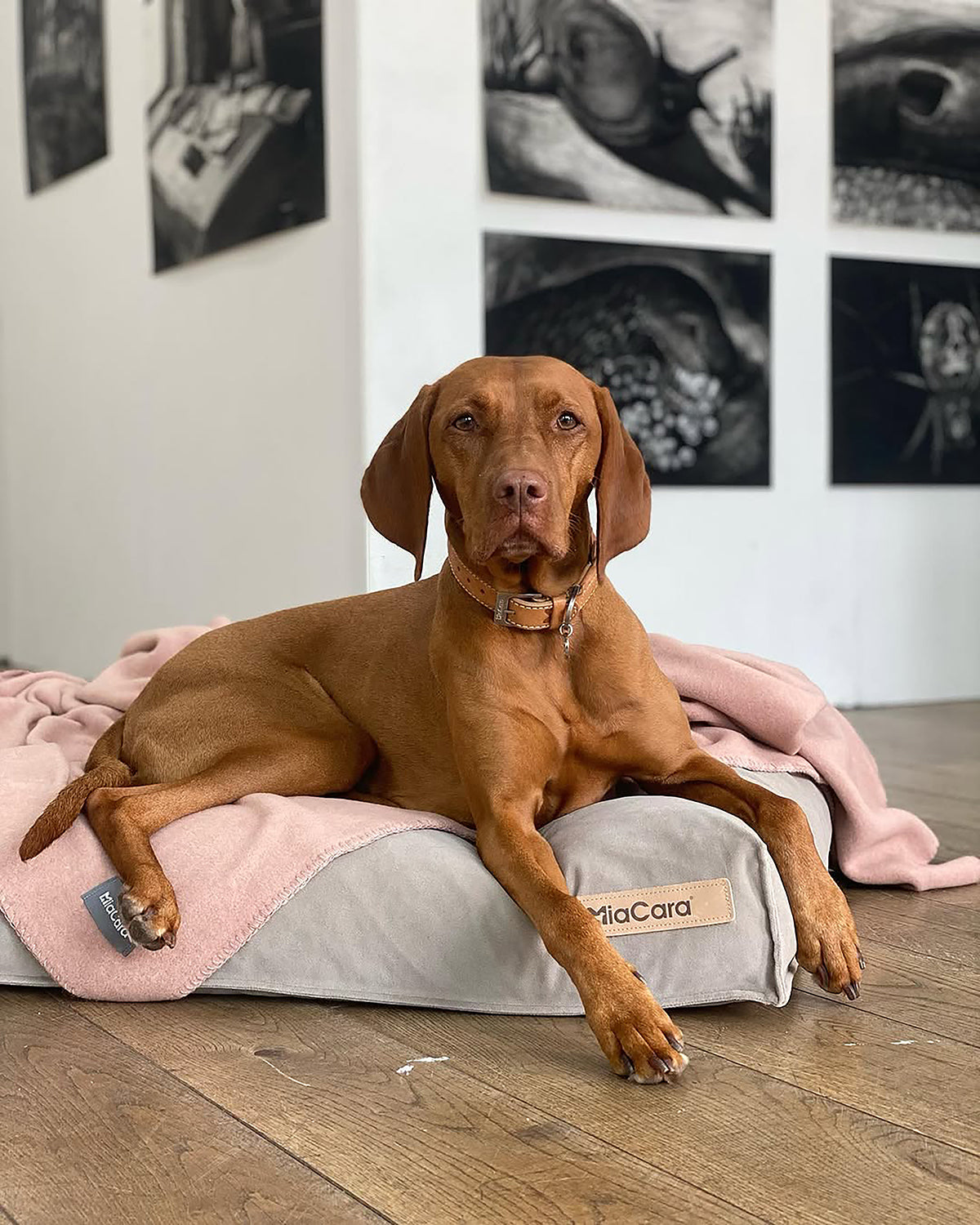 BERGAMO COWHIDE LEATHER COLLAR | קולר עור לכלב