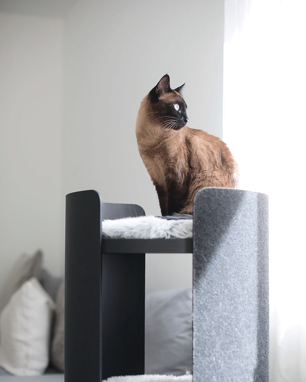 TORRE CLIMBING & SCRATCHING CAT POST | מגדל טיפוס וגירוד לחתולים