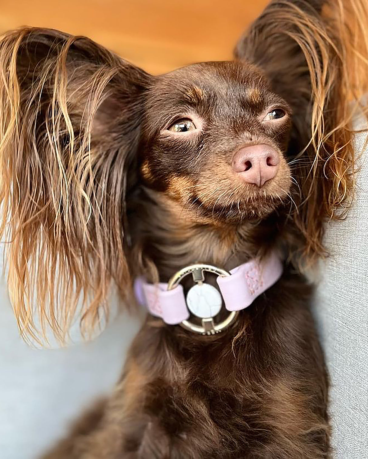 Crystal Walk Set For Dogs | סט רצועה וקולר משובץ אבן קריסטל