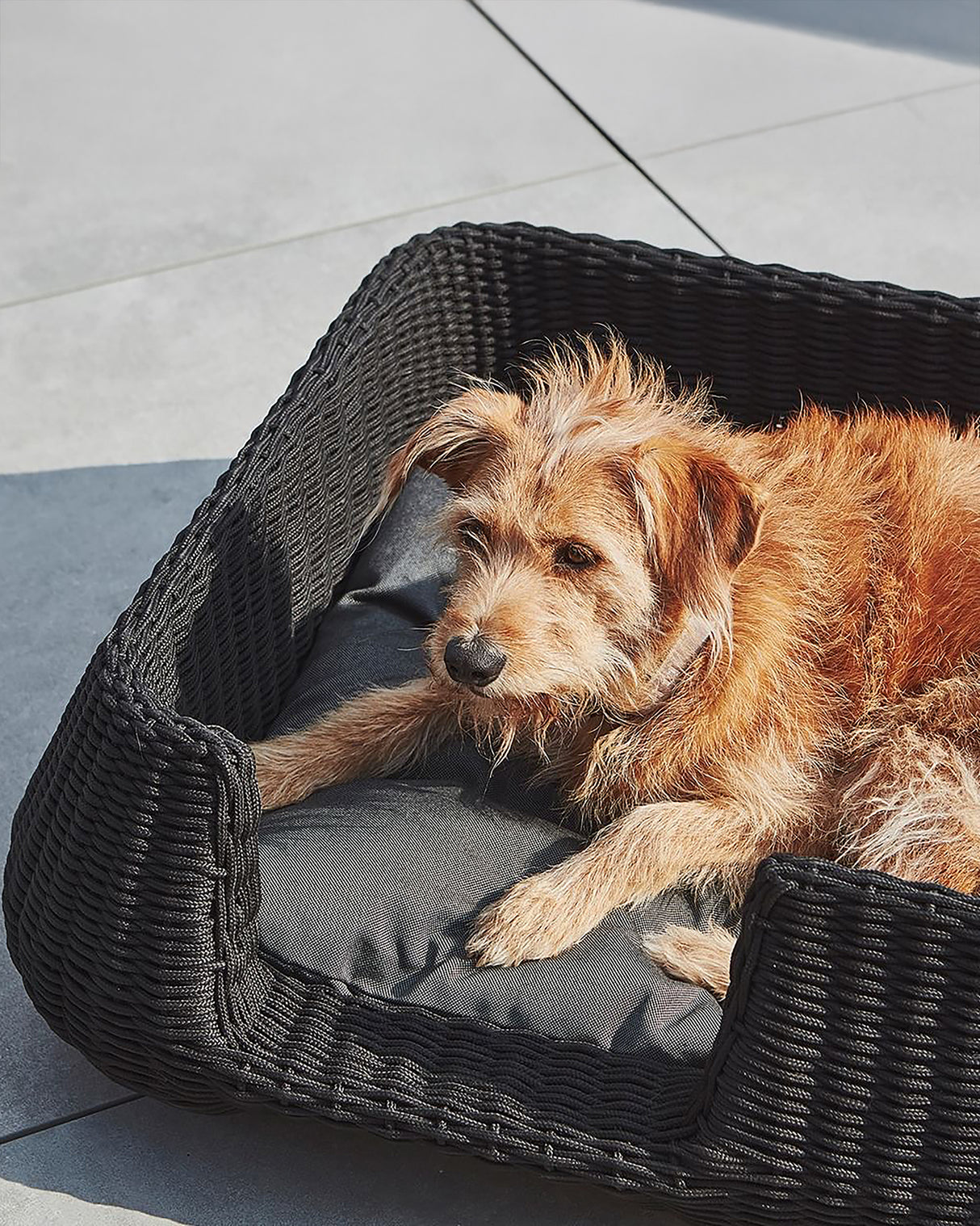 MIO ROPE DOG BED BASKET | מיטת פנים וחוץ לכלבים
