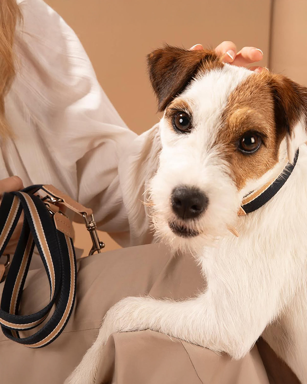 קולר לכלבים