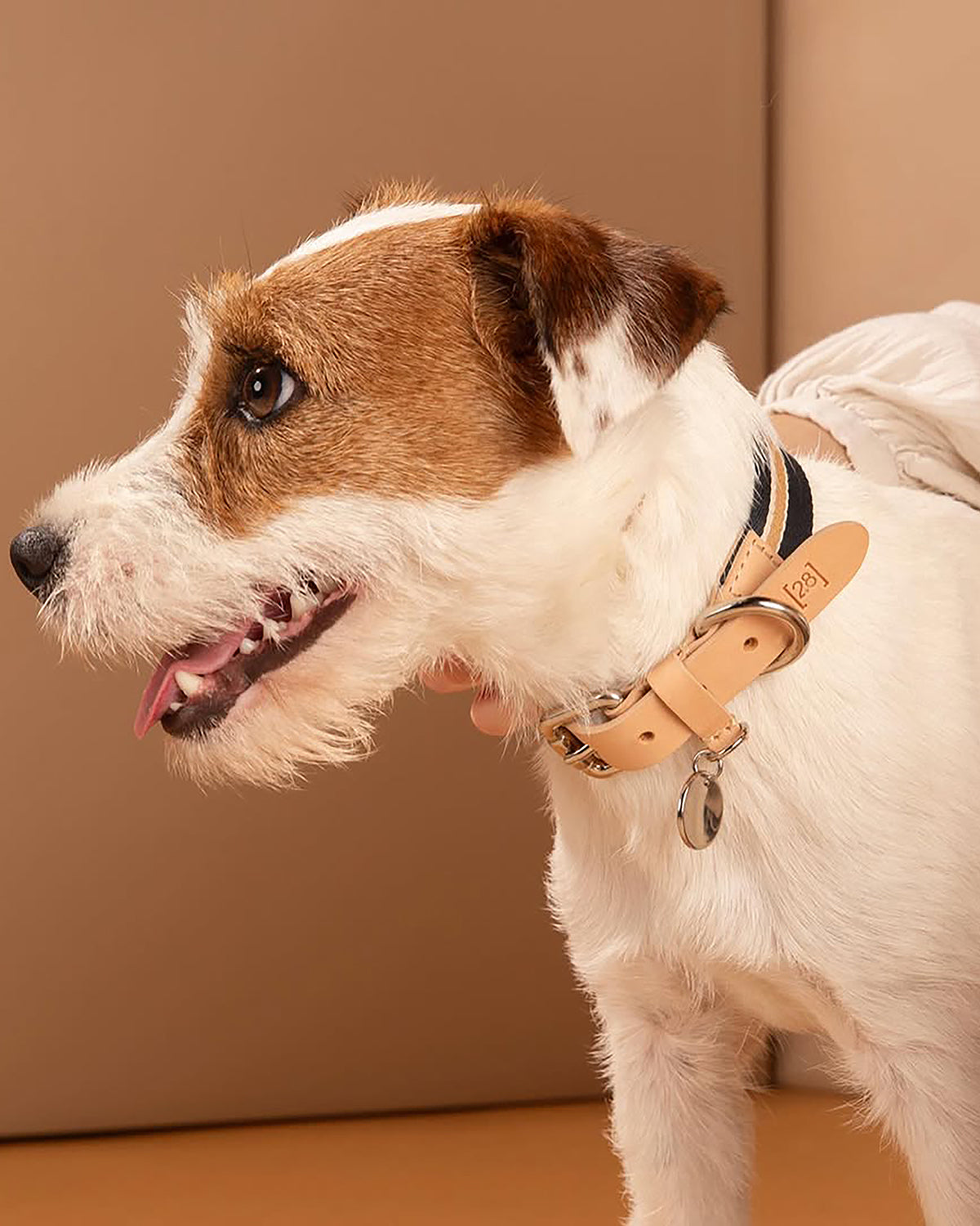 קולר לכלבים