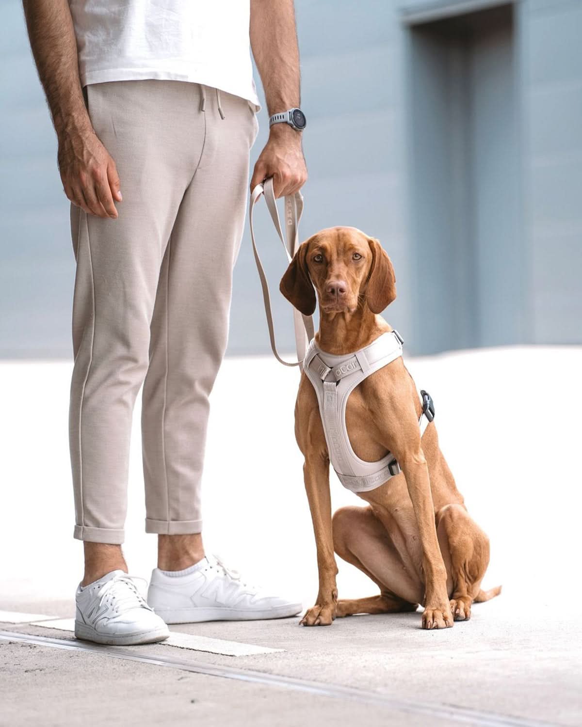 MODENA ADJUSTABLE LEASH | רצועה מתכווננת לכלב