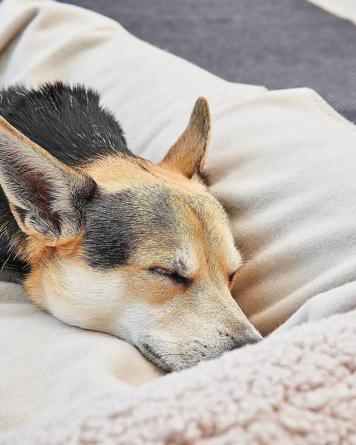 שמיכת פליז לכלב וחתול