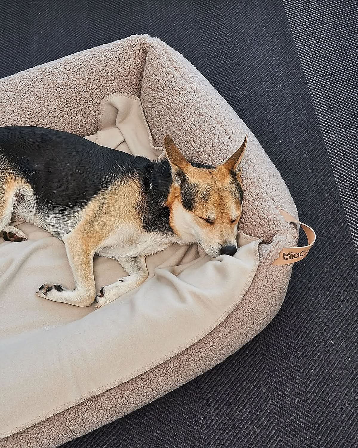 שמיכת פליז לכלב וחתול