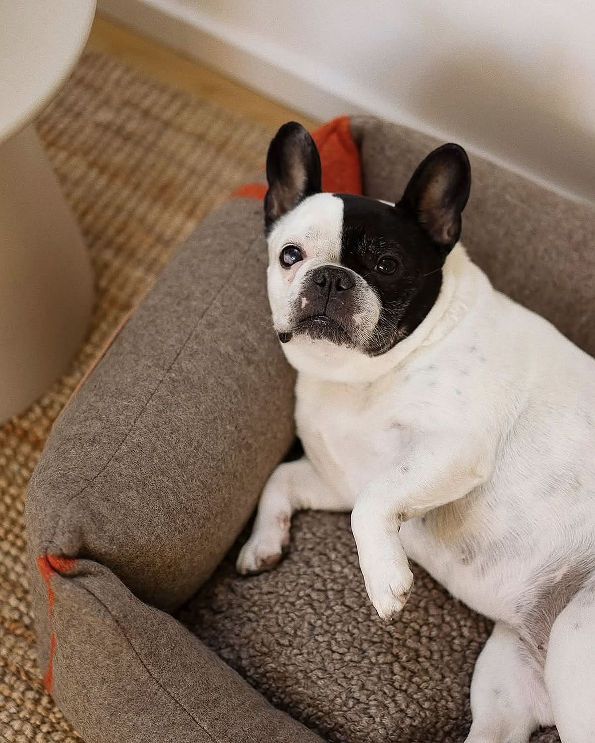 HENRI RECYCLED WOOL DOG BED | מיטה לכלב