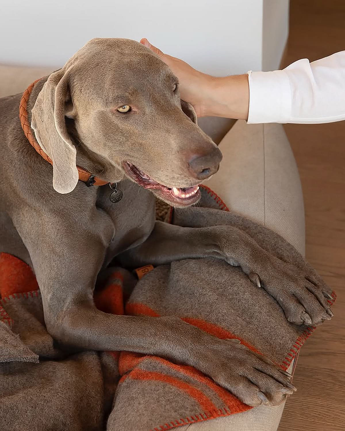 שמיכות צמר לכלב
