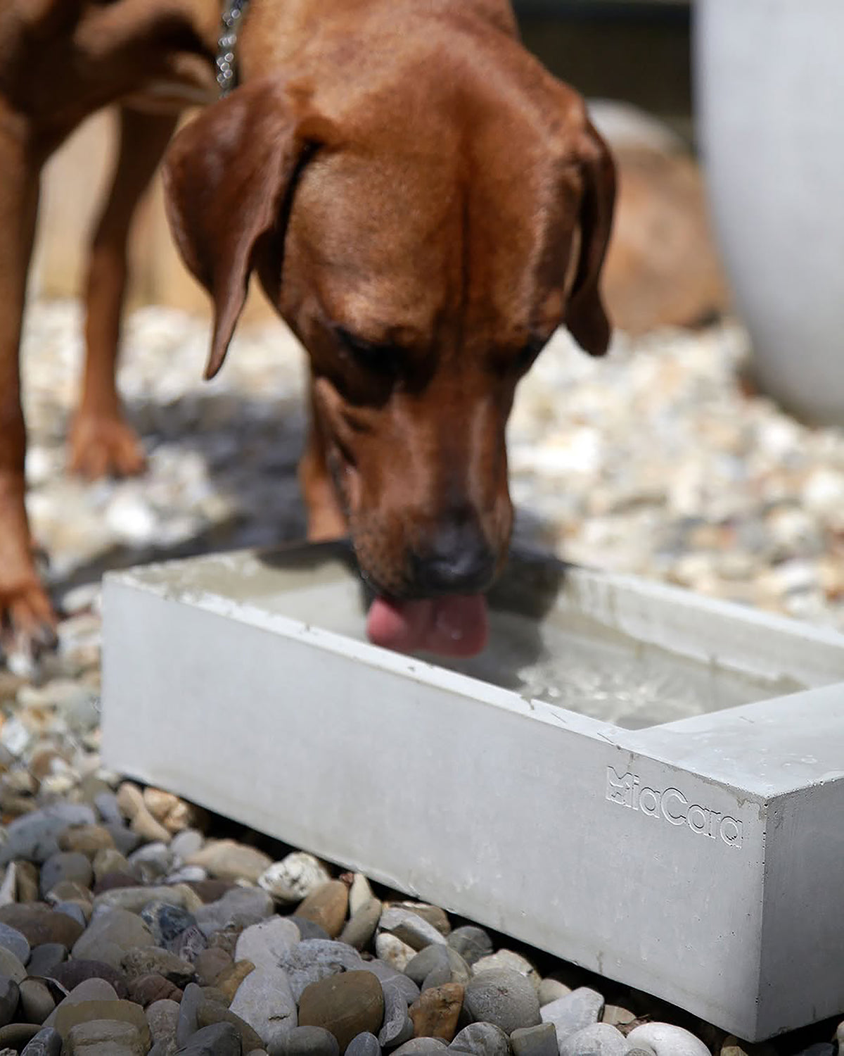 קערת מים בחוץ TROGOLO | קערת מים לחצר לכלב ולחתול
