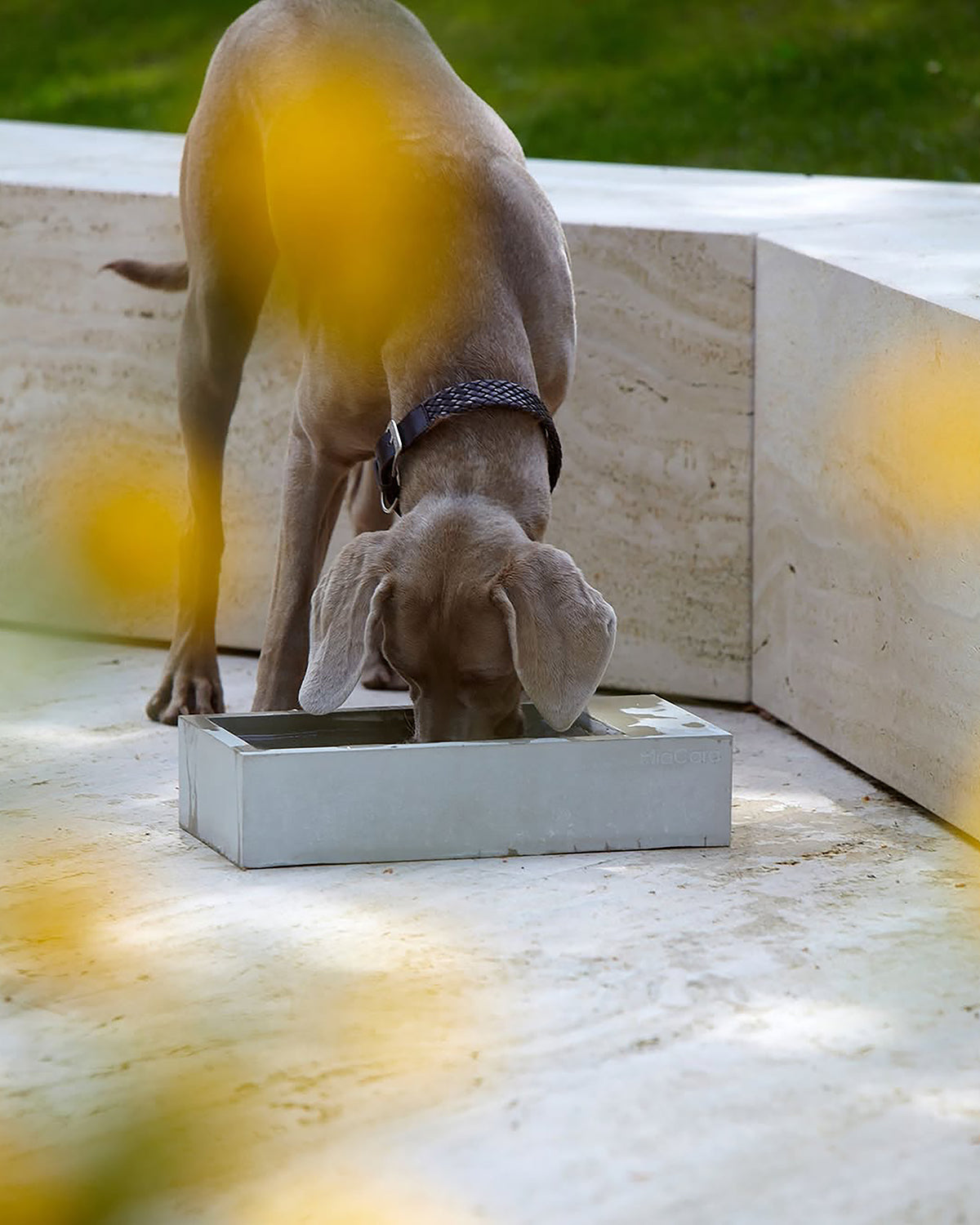 קערת מים בחוץ TROGOLO | קערת מים לחצר לכלב ולחתול
