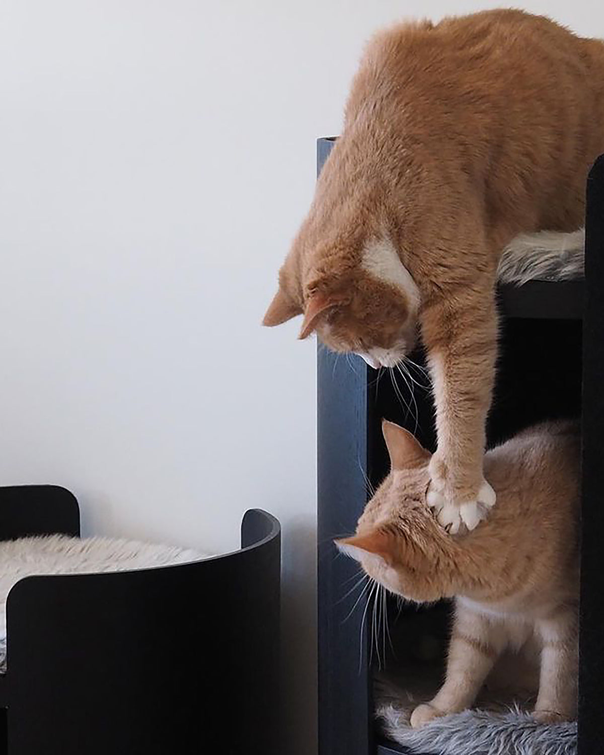 TORRE CLIMBING & SCRATCHING CAT POST | מגדל טיפוס וגירוד לחתולים