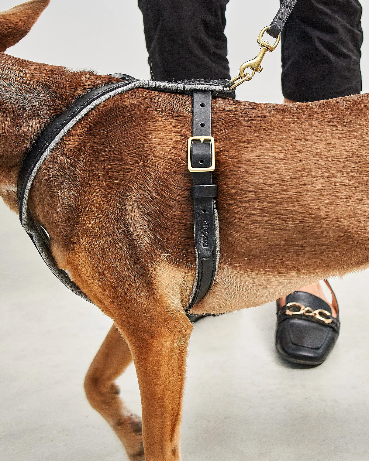 VERONA LEATHER DOG HARNESS | רתמת עור לכלב