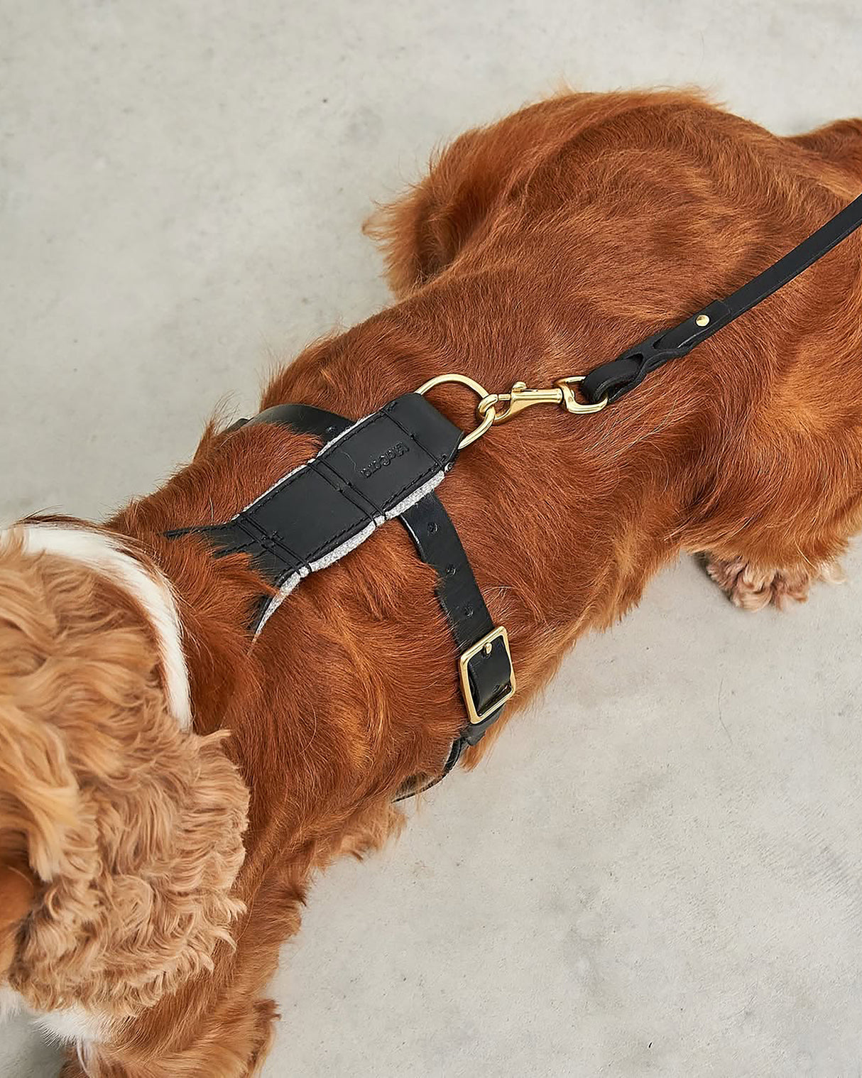 VERONA LEATHER DOG HARNESS | רתמת עור לכלב