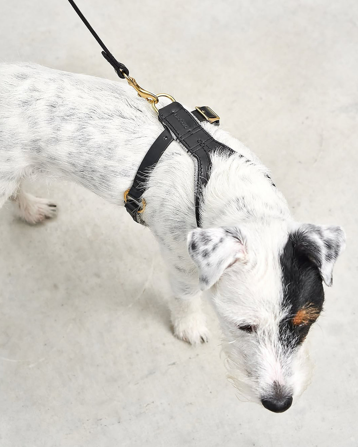 VERONA LEATHER DOG HARNESS | רתמת עור לכלב