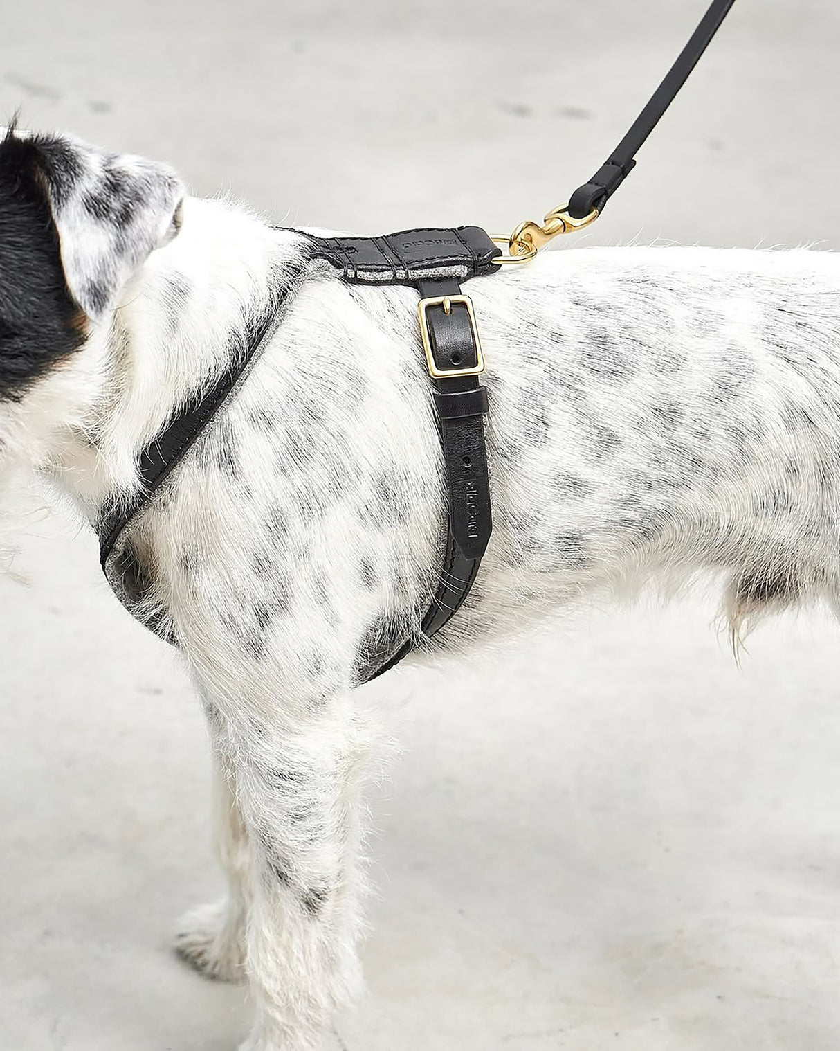 VERONA LEATHER DOG HARNESS | רתמת עור לכלב