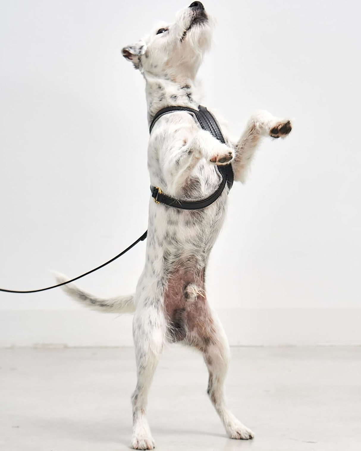 VERONA LEATHER DOG HARNESS | רתמת עור לכלב