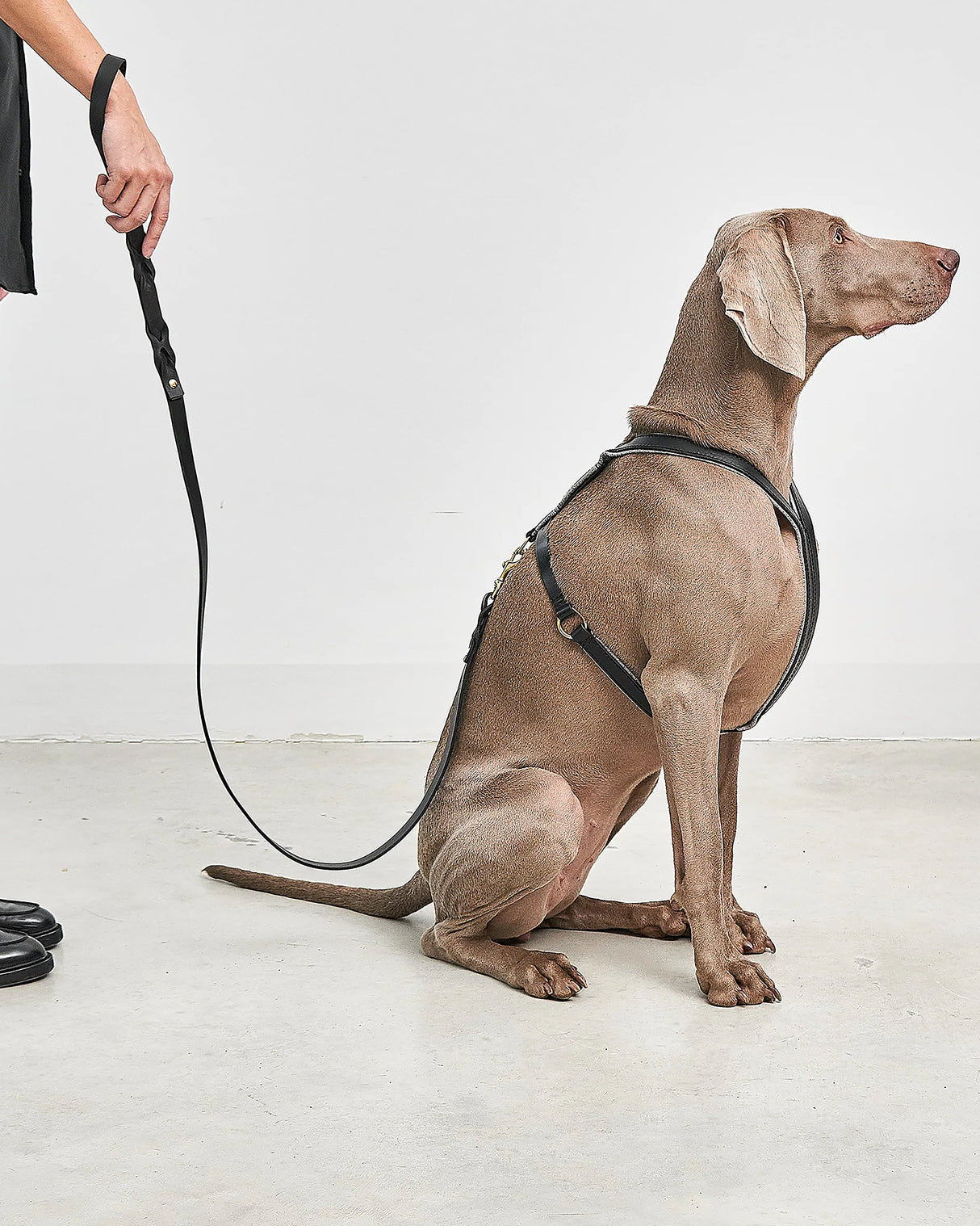 VERONA LEATHER DOG HARNESS | רתמת עור לכלב