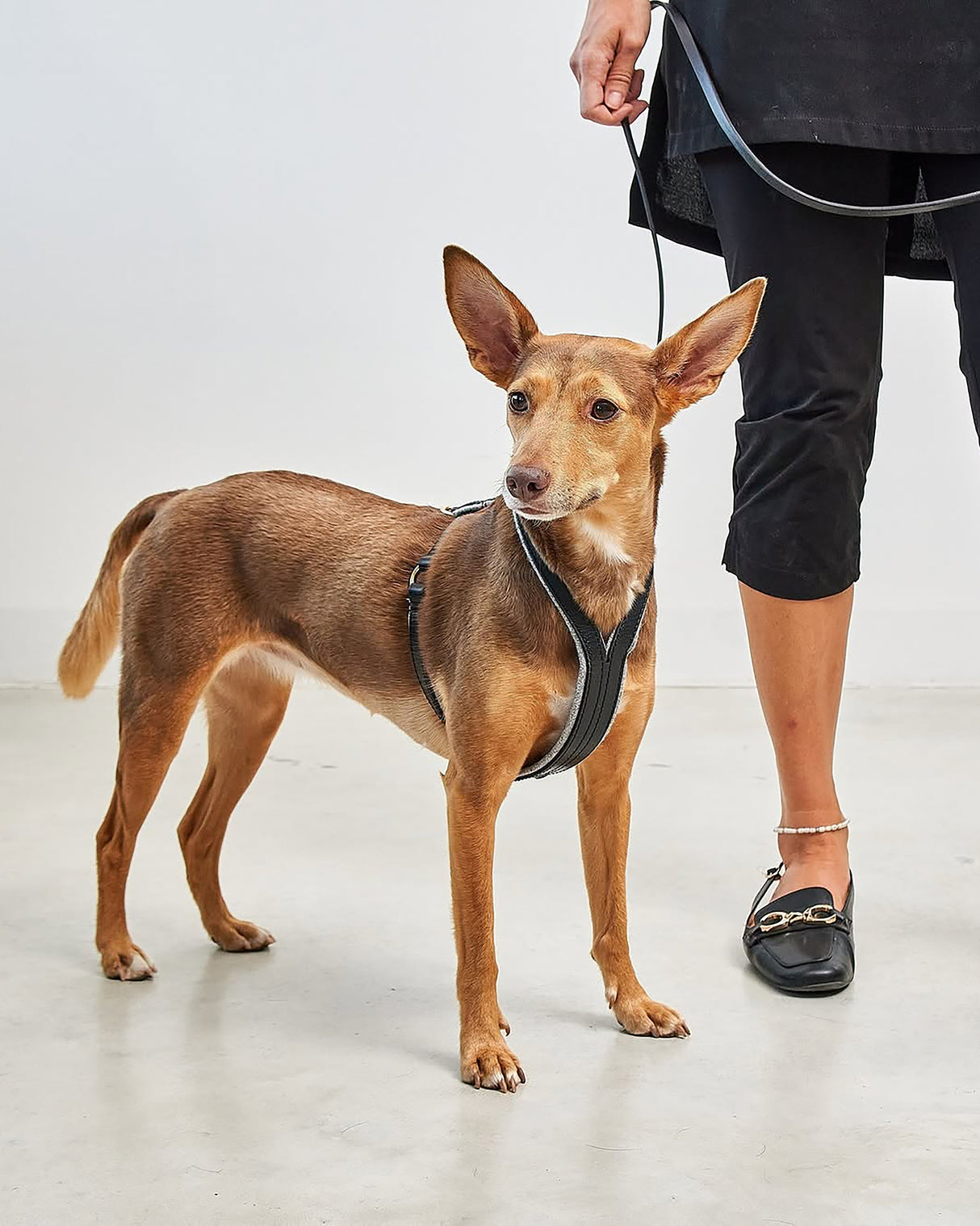 VERONA LEATHER DOG HARNESS | רתמת עור לכלב