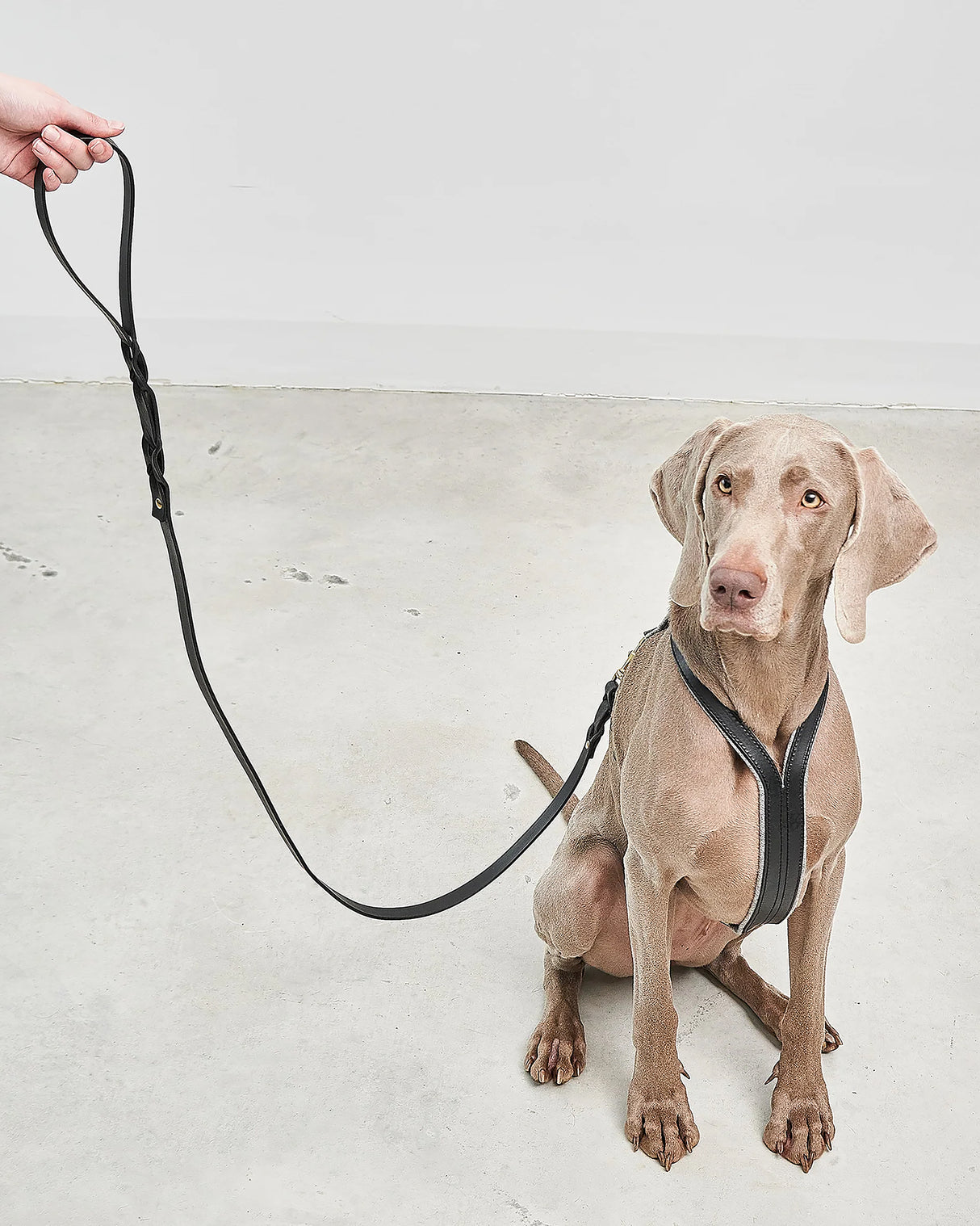 VERONA LEATHER DOG HARNESS | רתמת עור לכלב