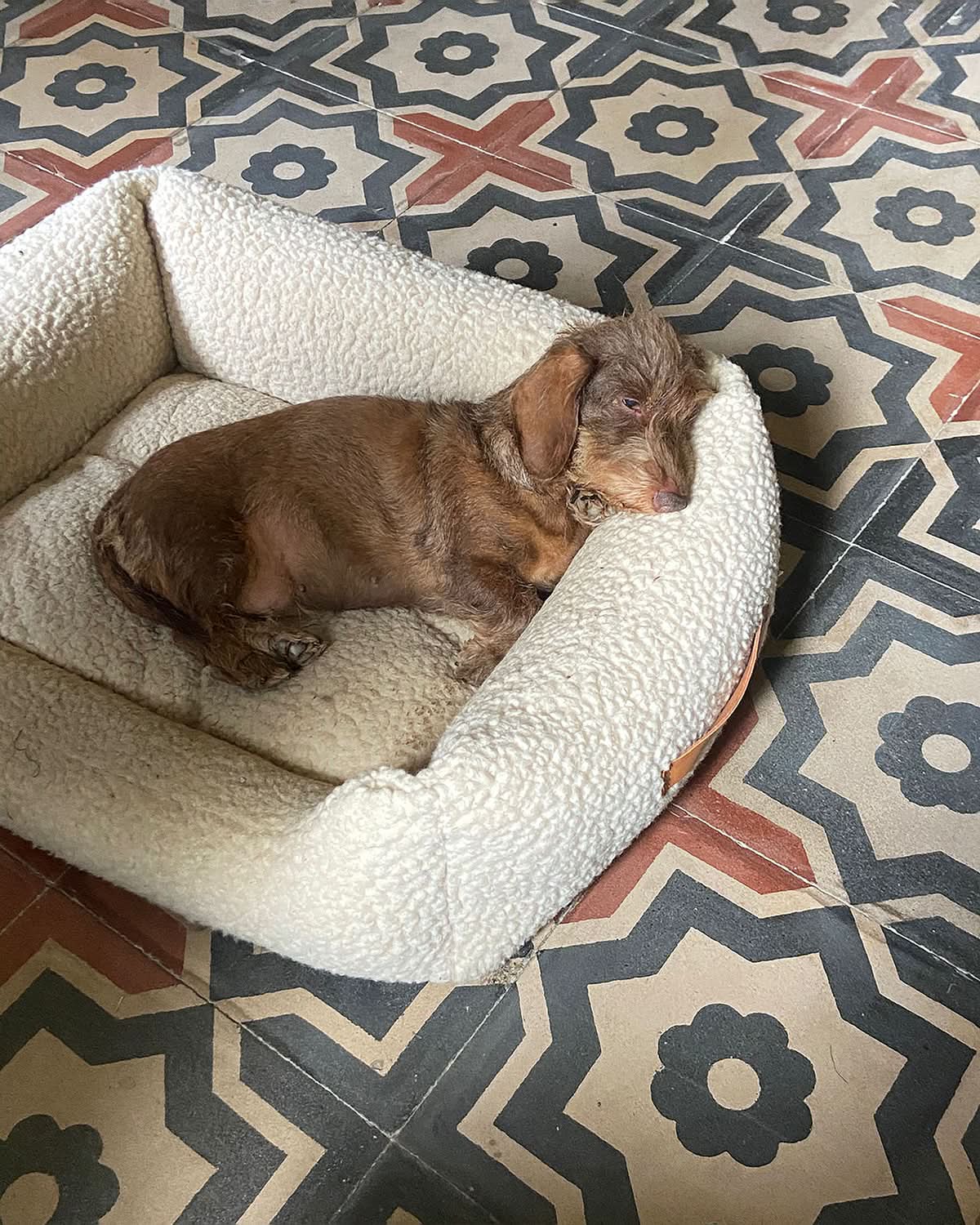 HENRI BOUCLÉ WOOL DOG BED | מיטה לכלב