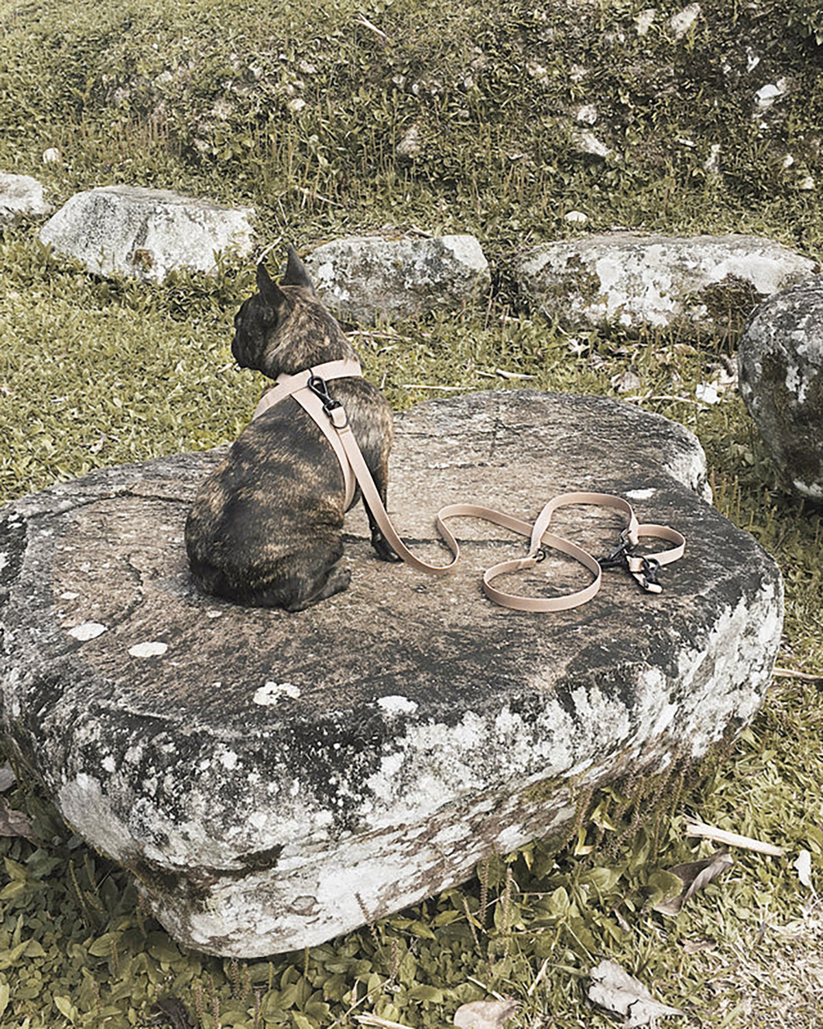 OTTO DOG HARNESS | רתמה לכלב