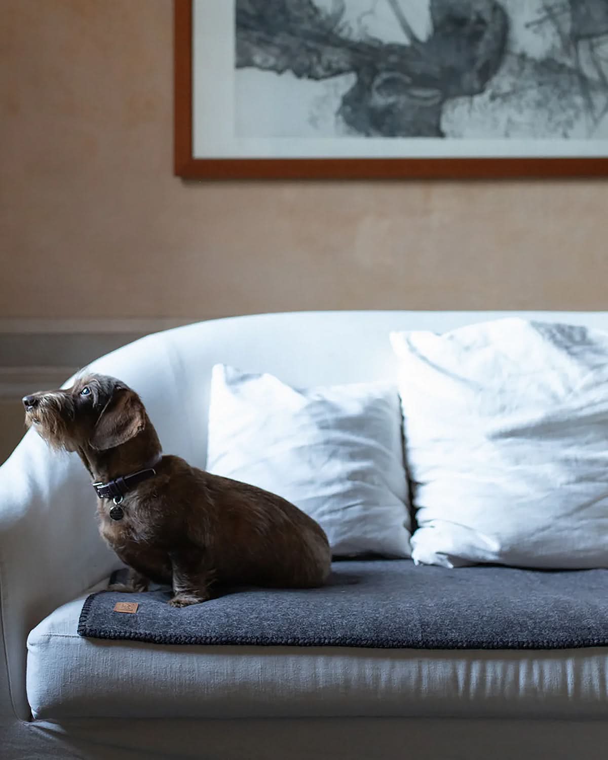 Yuki Dog Blanket | שמיכת במבוק לכלב