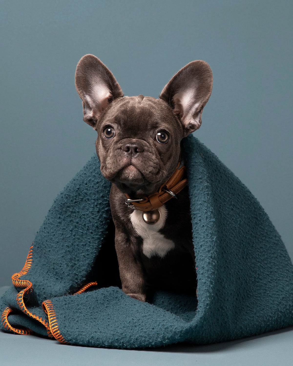 FERDINANDO MICROFIBRE COLLAR | קולר לכלב