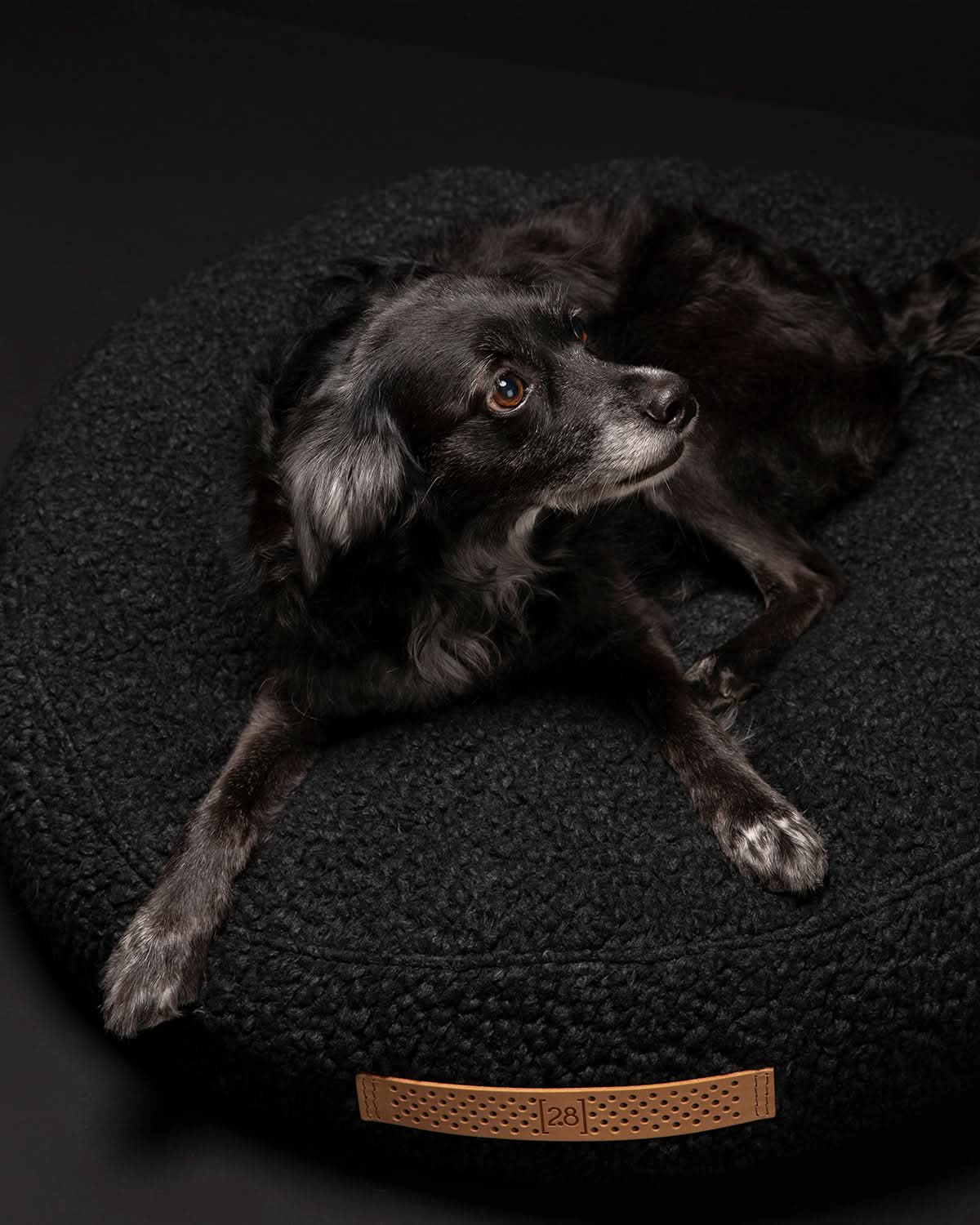 מיטת פוף לכלב