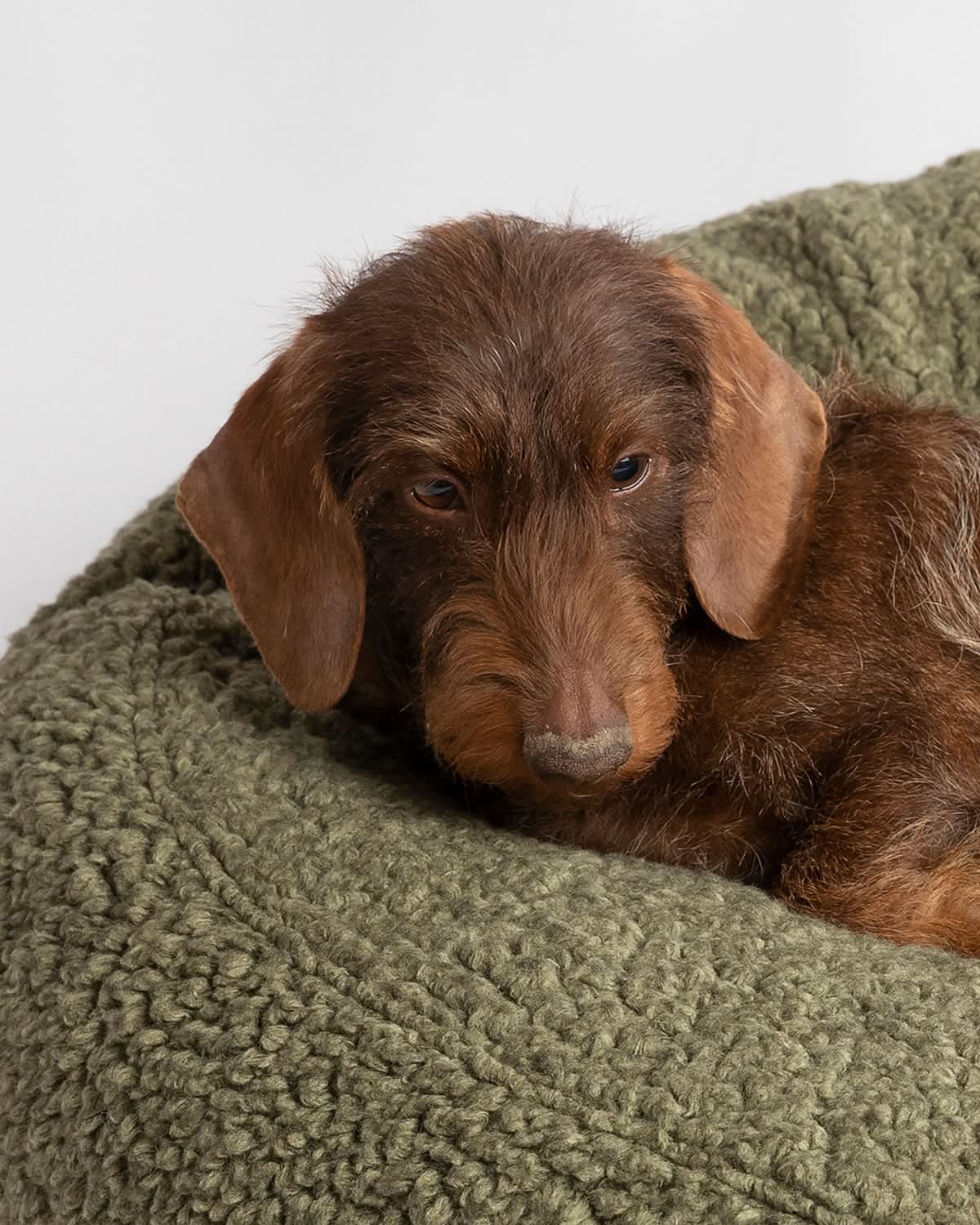 מיטת פוף לכלב